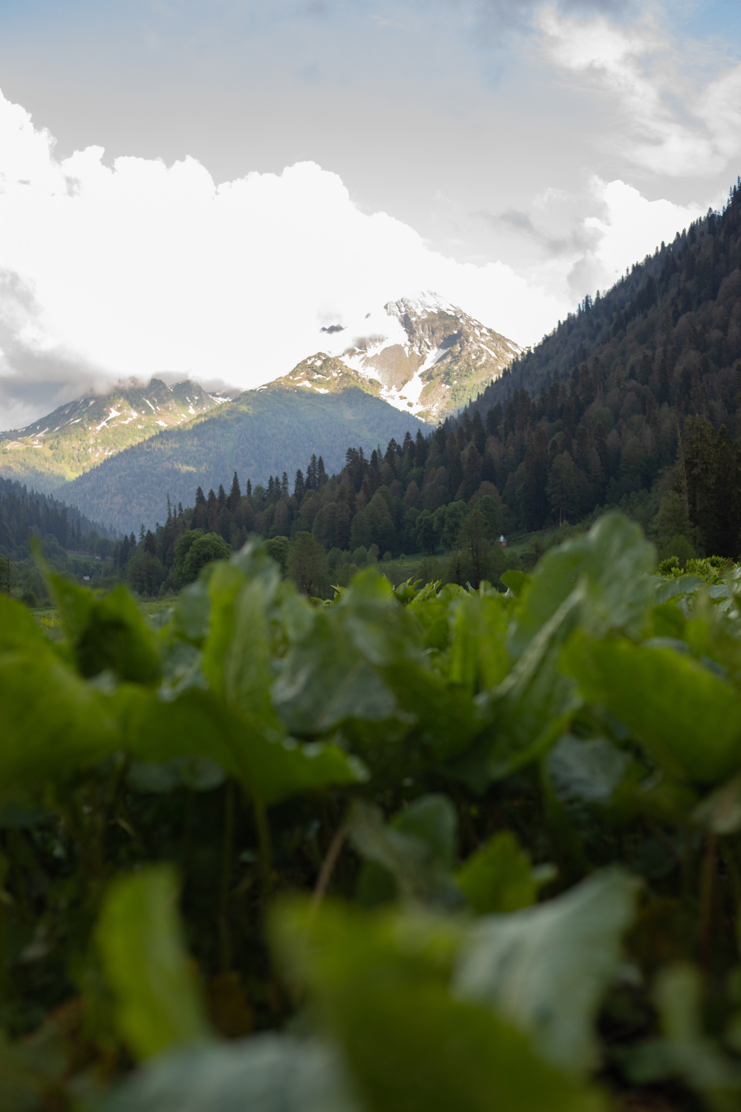 АБХАЗИЯ. Фотограф Севастополь/Крым Светлана Евтушенко