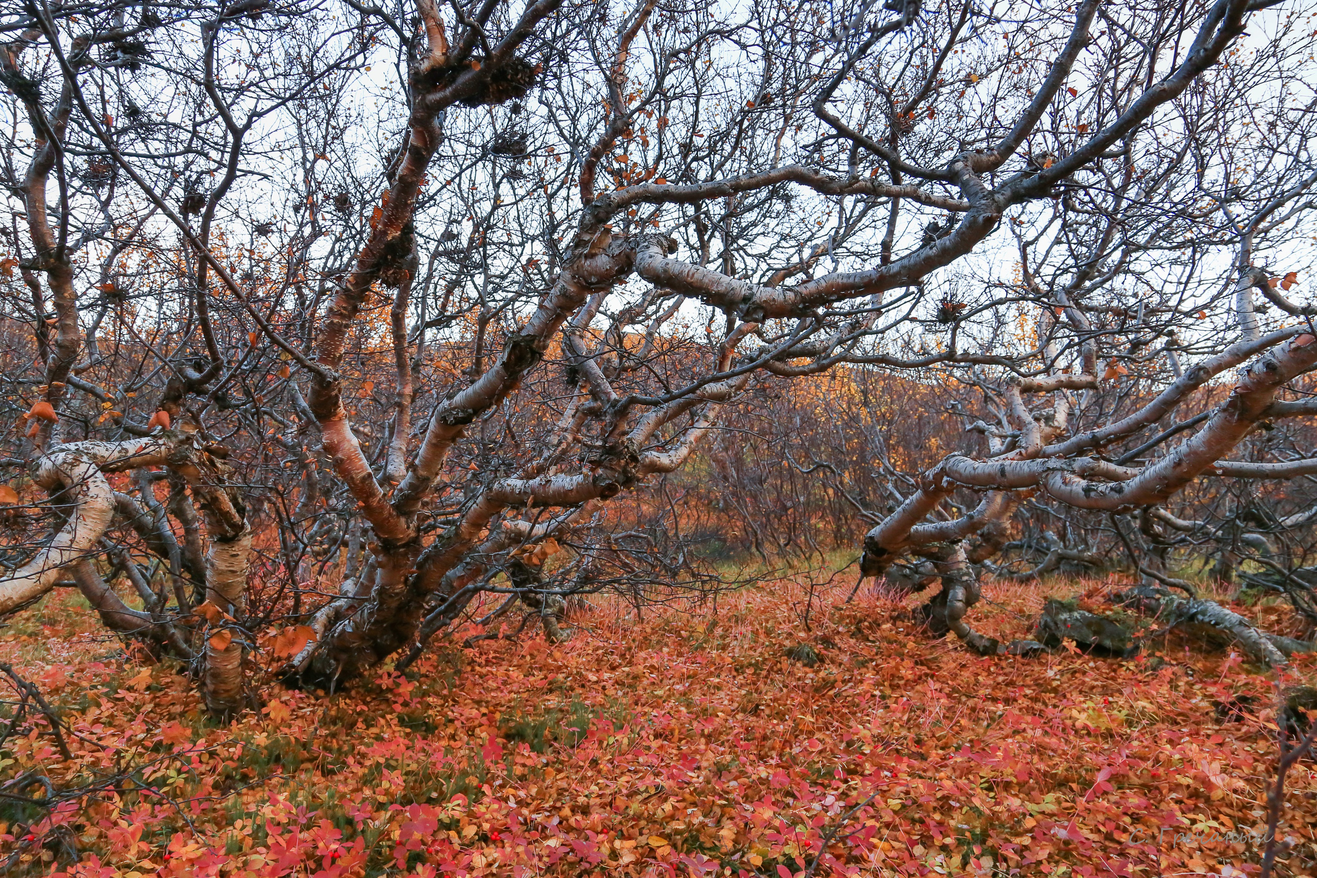 Мир растений. Пейзажи Крайнего Севера. Баренцево море, Рыбачий, Средний, Немецкий