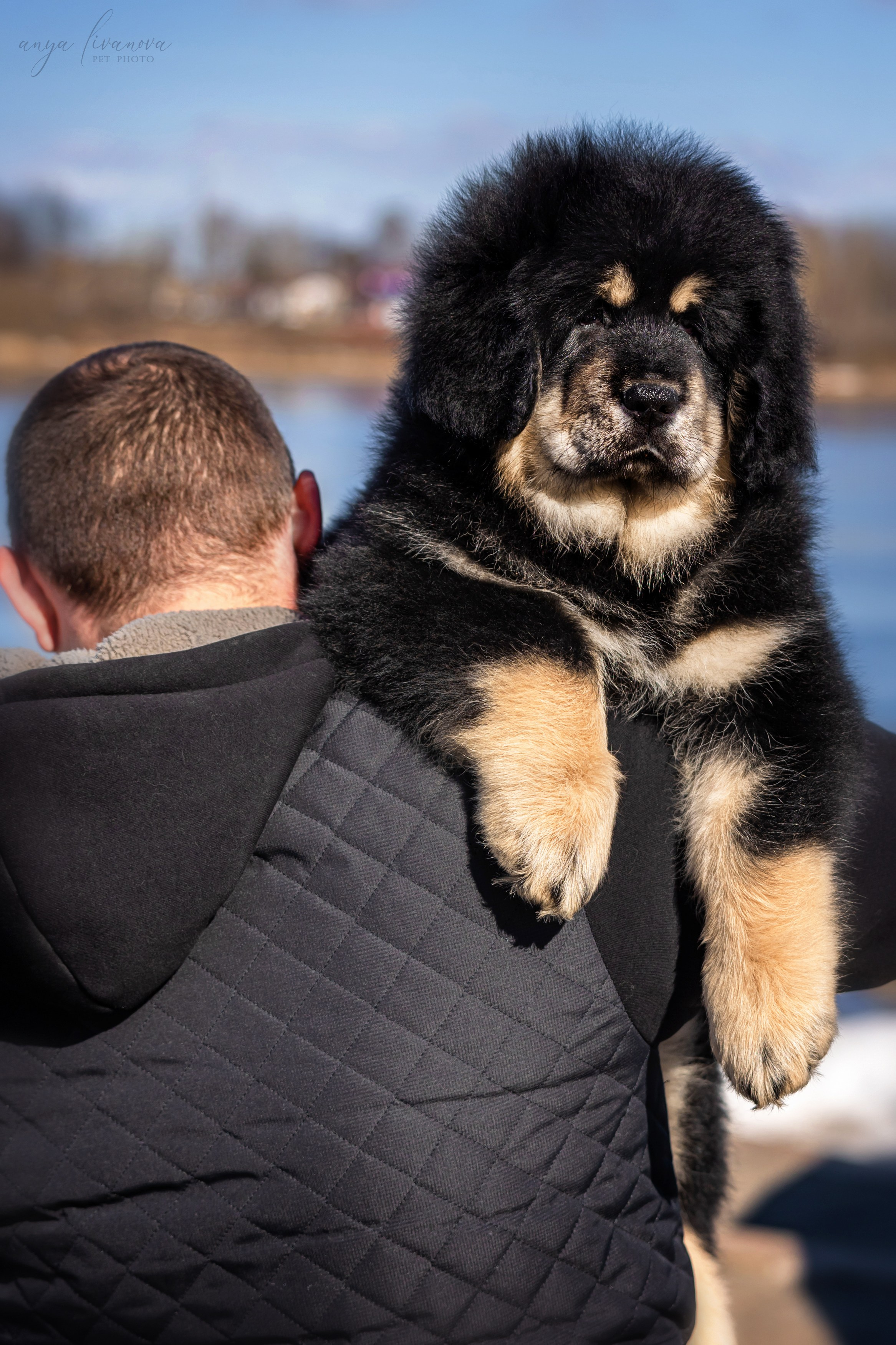 Тибеты. Фотограф анималист Аня Ливанова | Рыбинск