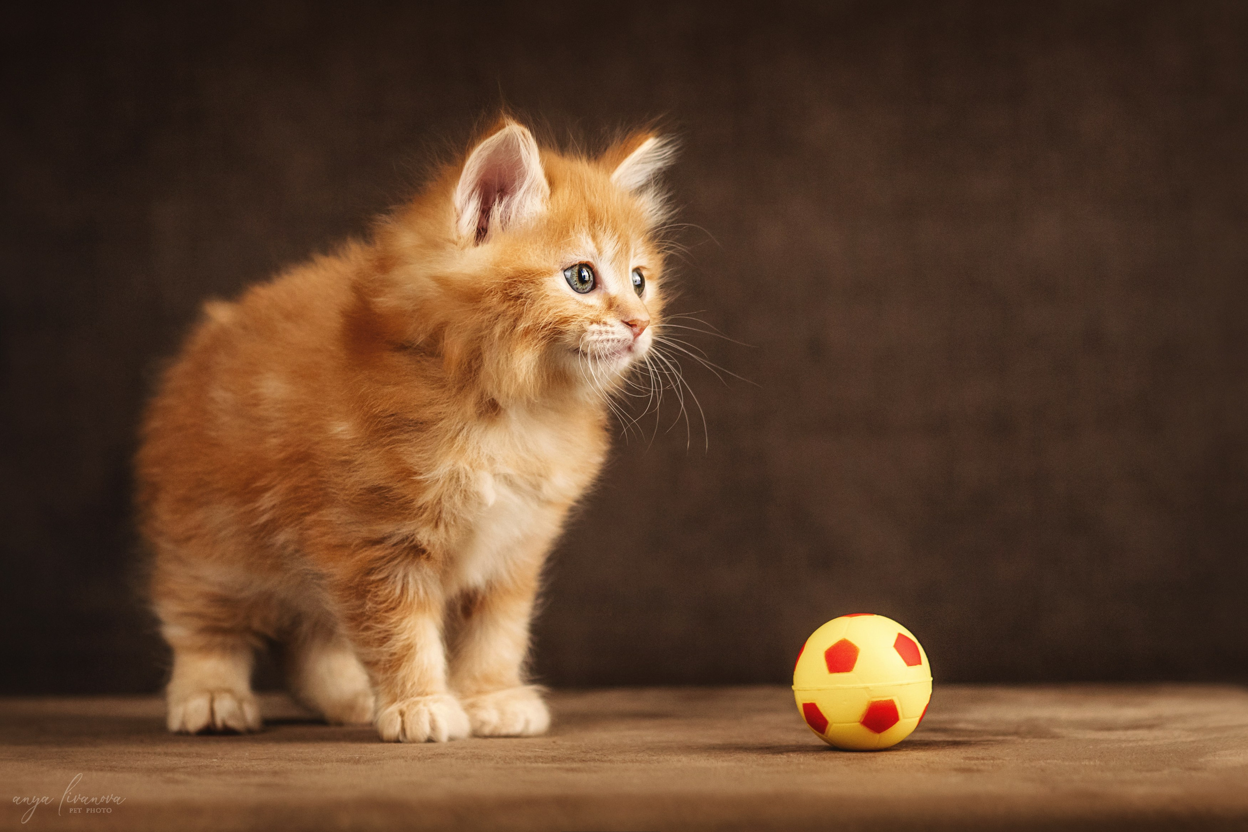 Курильские бобтейлы. Фотограф анималист Аня Ливанова | Рыбинск