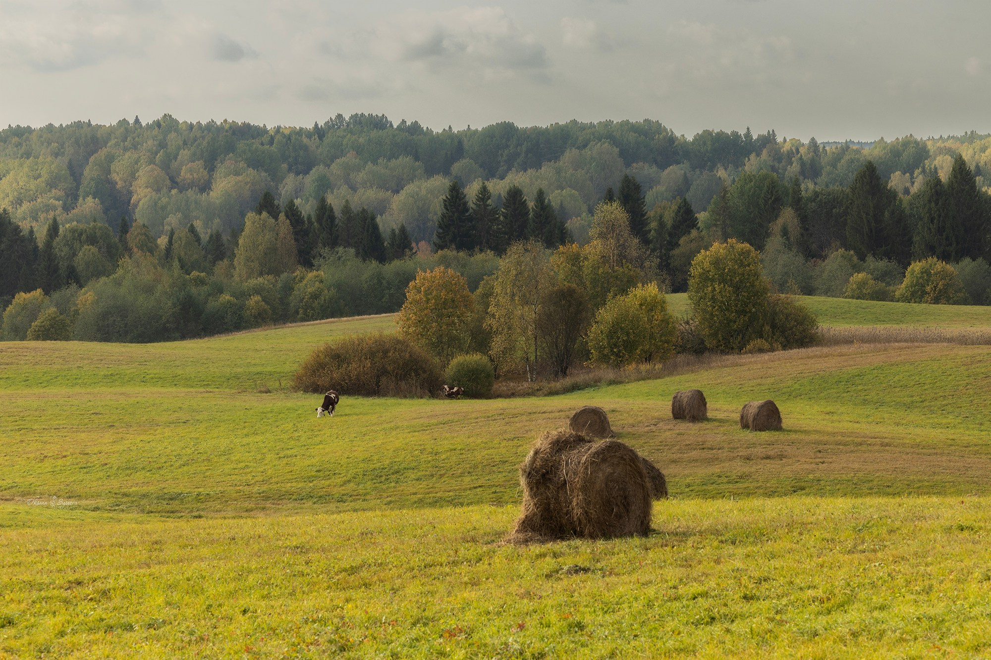 деревня Ярославичи Ленинградской области