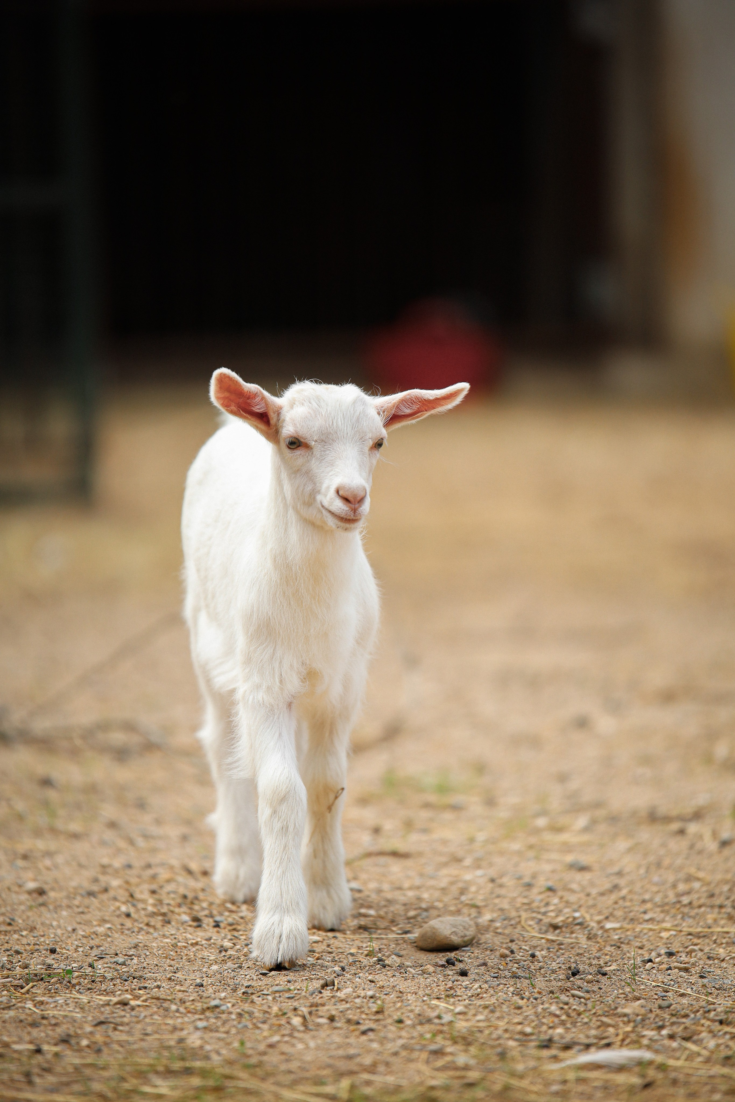 Животные. Фотограф в Москве Бастракова Юлия