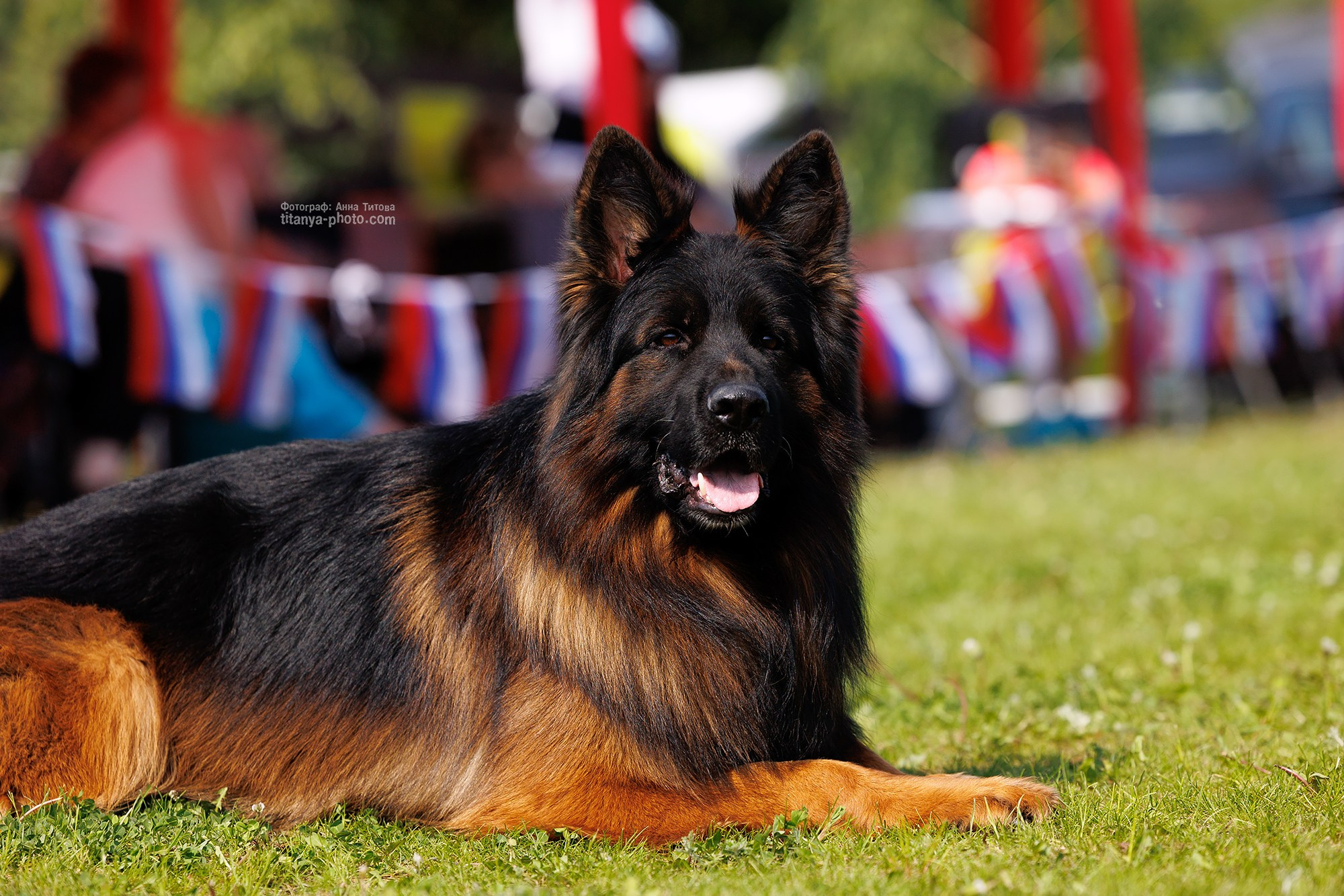 Фото немецких овчарок. Фотограф собак, фотограф-анималист Аня Титова (Titanya). Москва