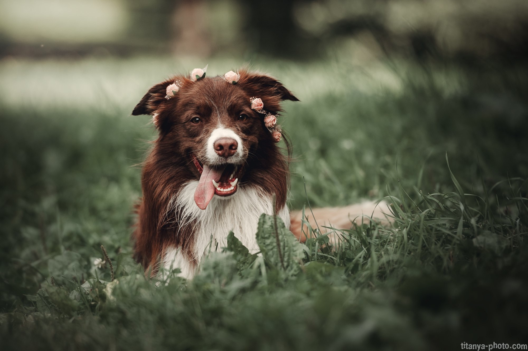 Фотография собак, фотограф-анималист Москва. Фотограф собак, фотограф-анималист Аня Титова (Titanya). Москва