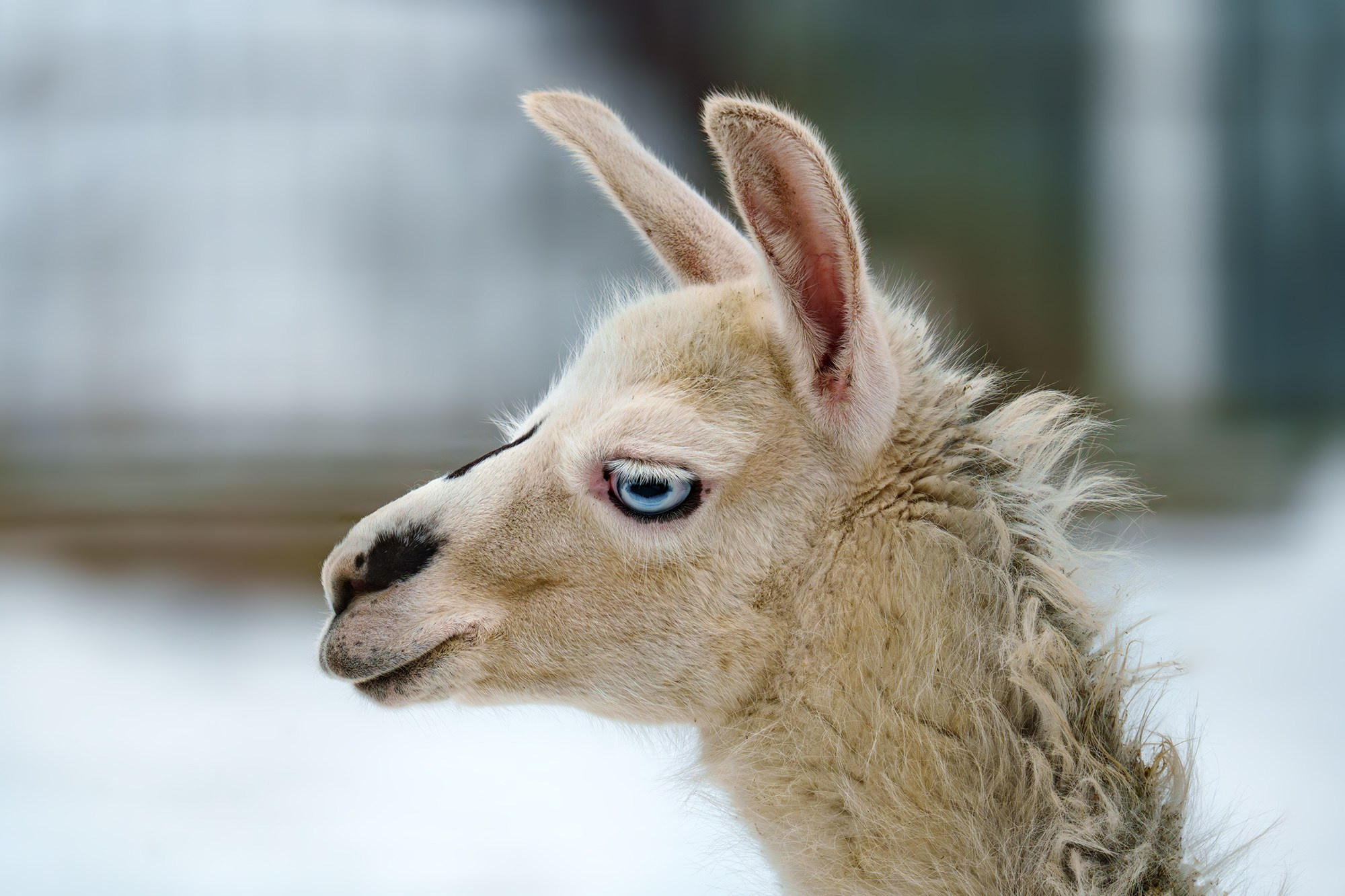 Животные. Ваш личный фотограф Марина Волкова