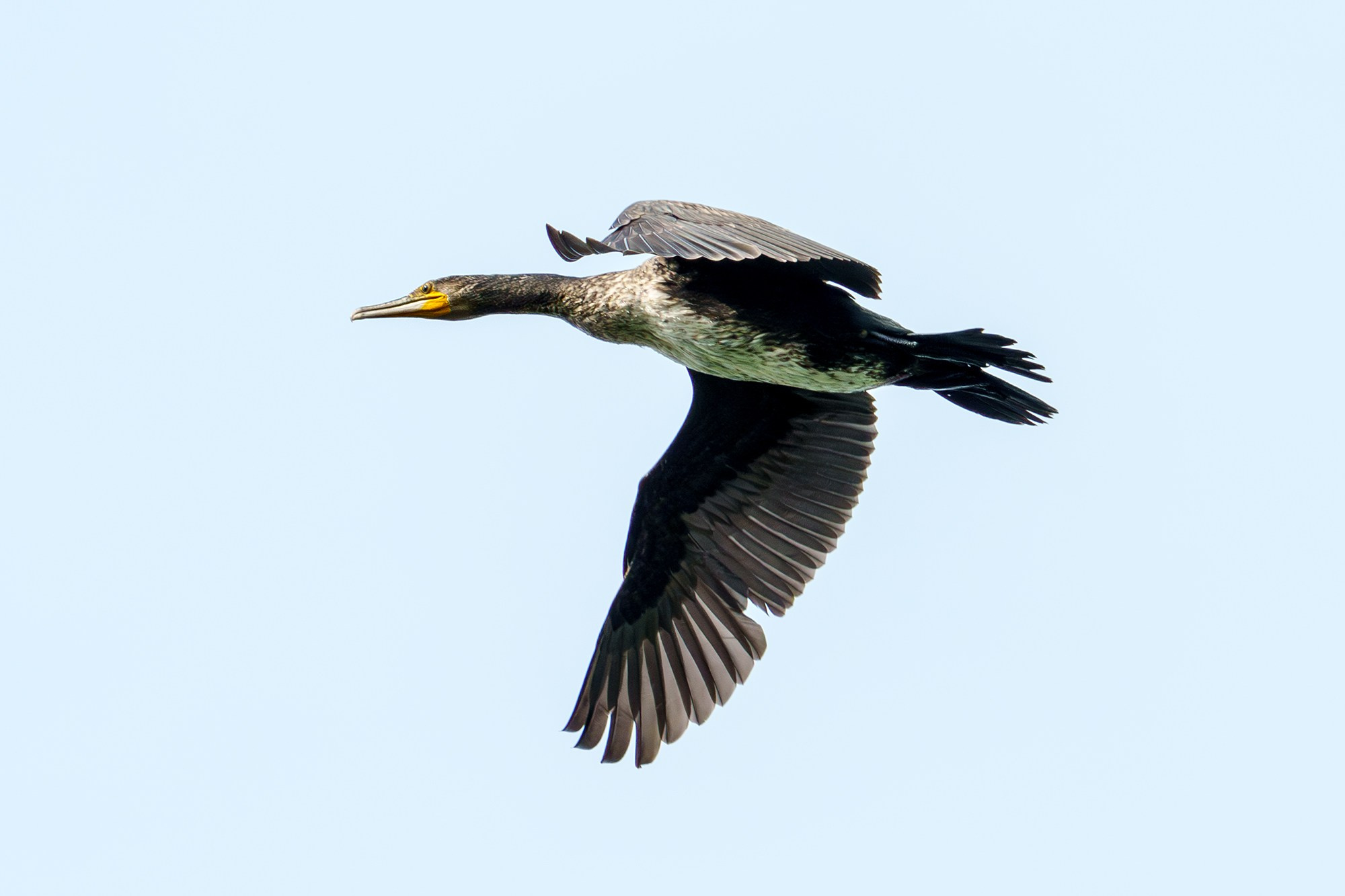 Удивительные мир птиц. Вокруг нас столько прекрасного — присмотритесь!. Ваш личный фотограф Марина Волкова