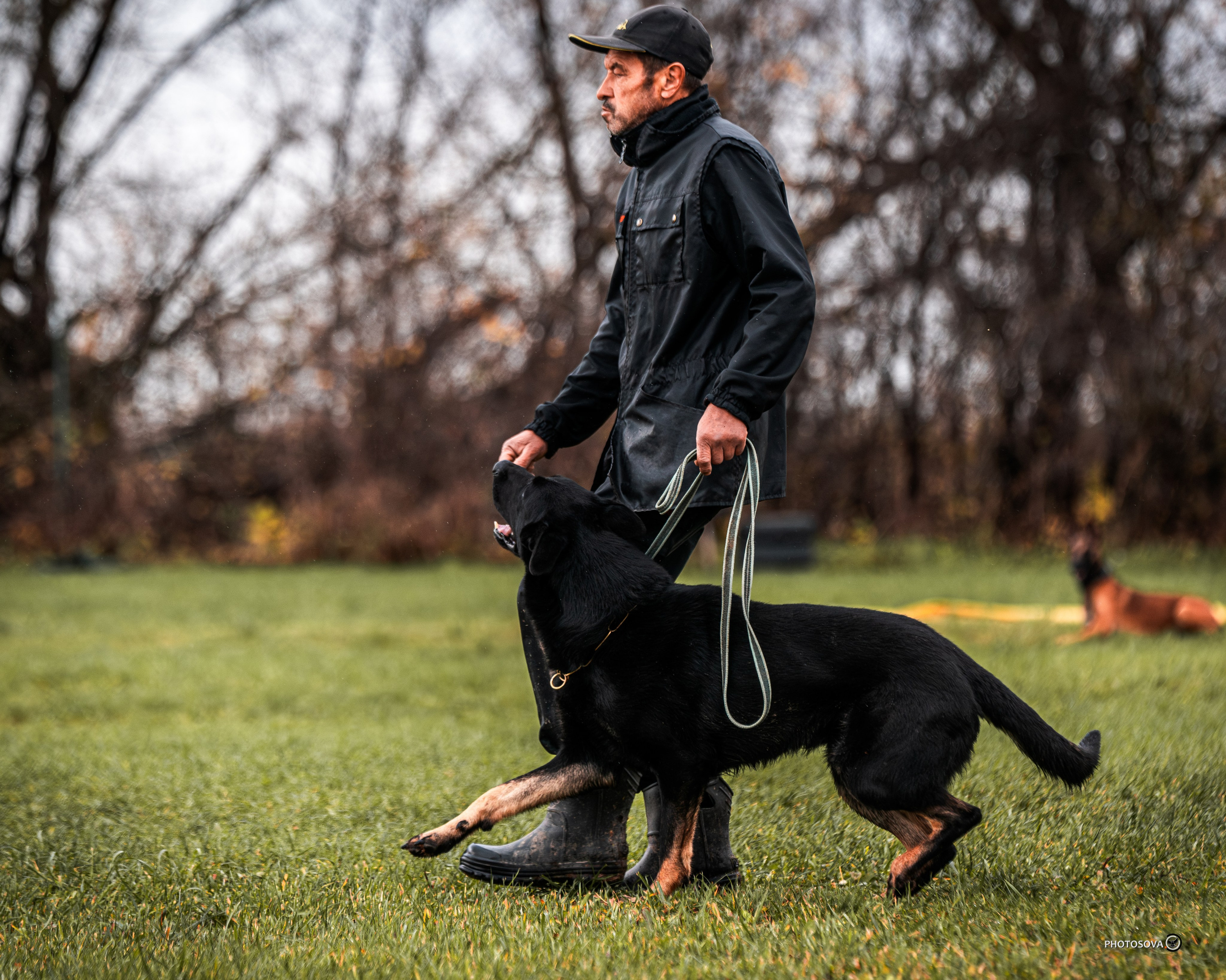 МЫ — КОМАНДА (соревнования) OKD, BH, IBGH, IGP. Фотограф-анималист, семейный фотограф в Москве и Подмосковье. Фотосъёмка кинологических дисциплин