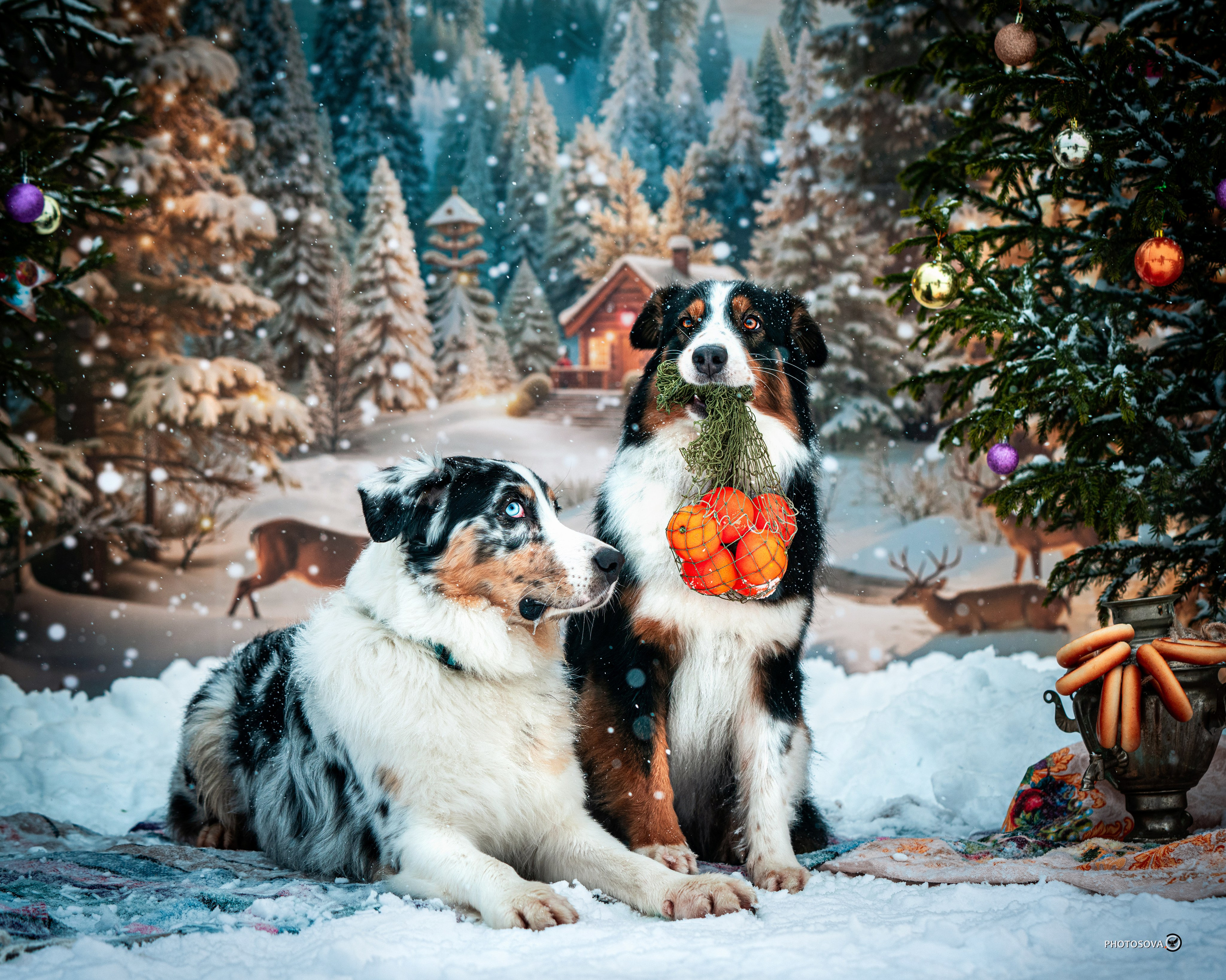 ФОТОПАМЯТЬ ВАШИХ ЭМОЦИЙ. Фотограф-анималист, семейный фотограф в Москве и Подмосковье. Фотосъёмка кинологических дисциплин