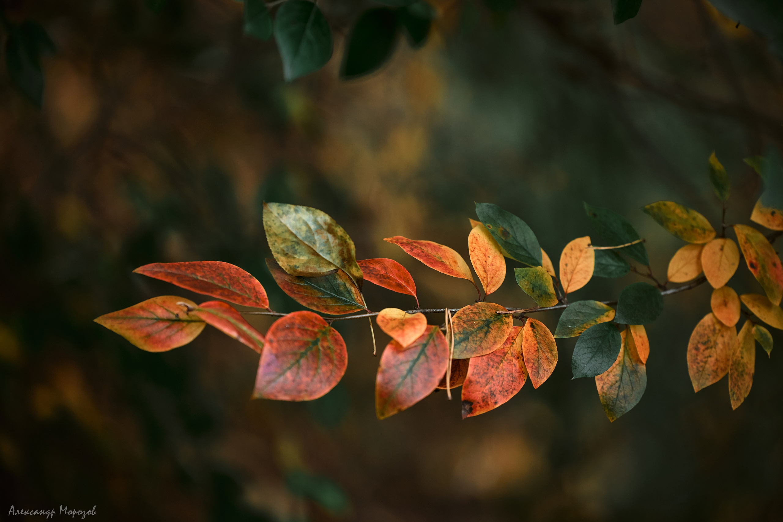 Осень в деталях. Фотограф в Екатеринбурге Александр Морозов