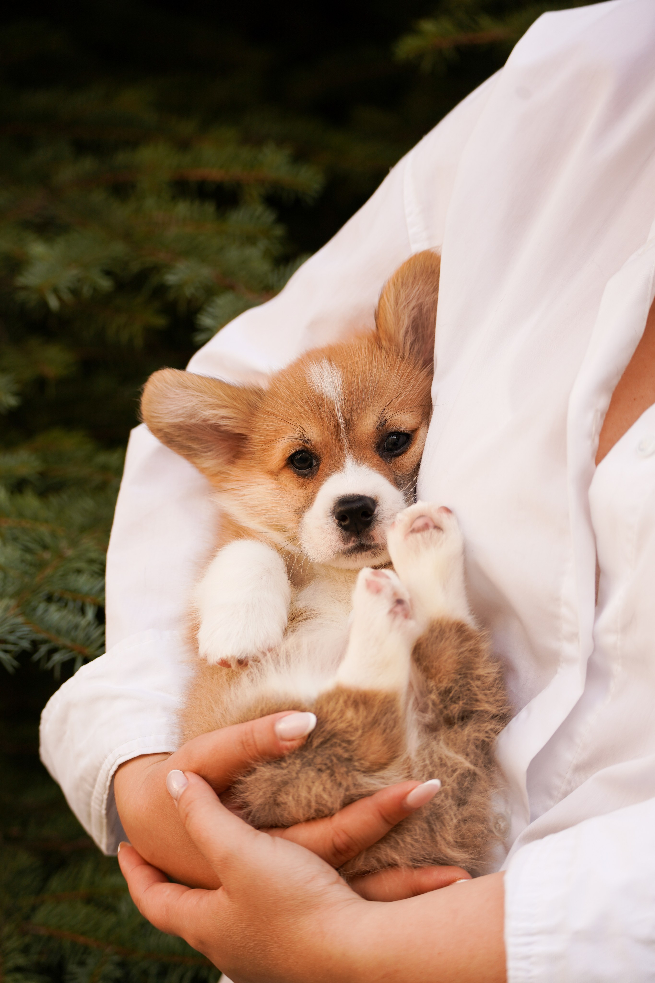 Корги. Фотограф-анималист Анастасия Большакова