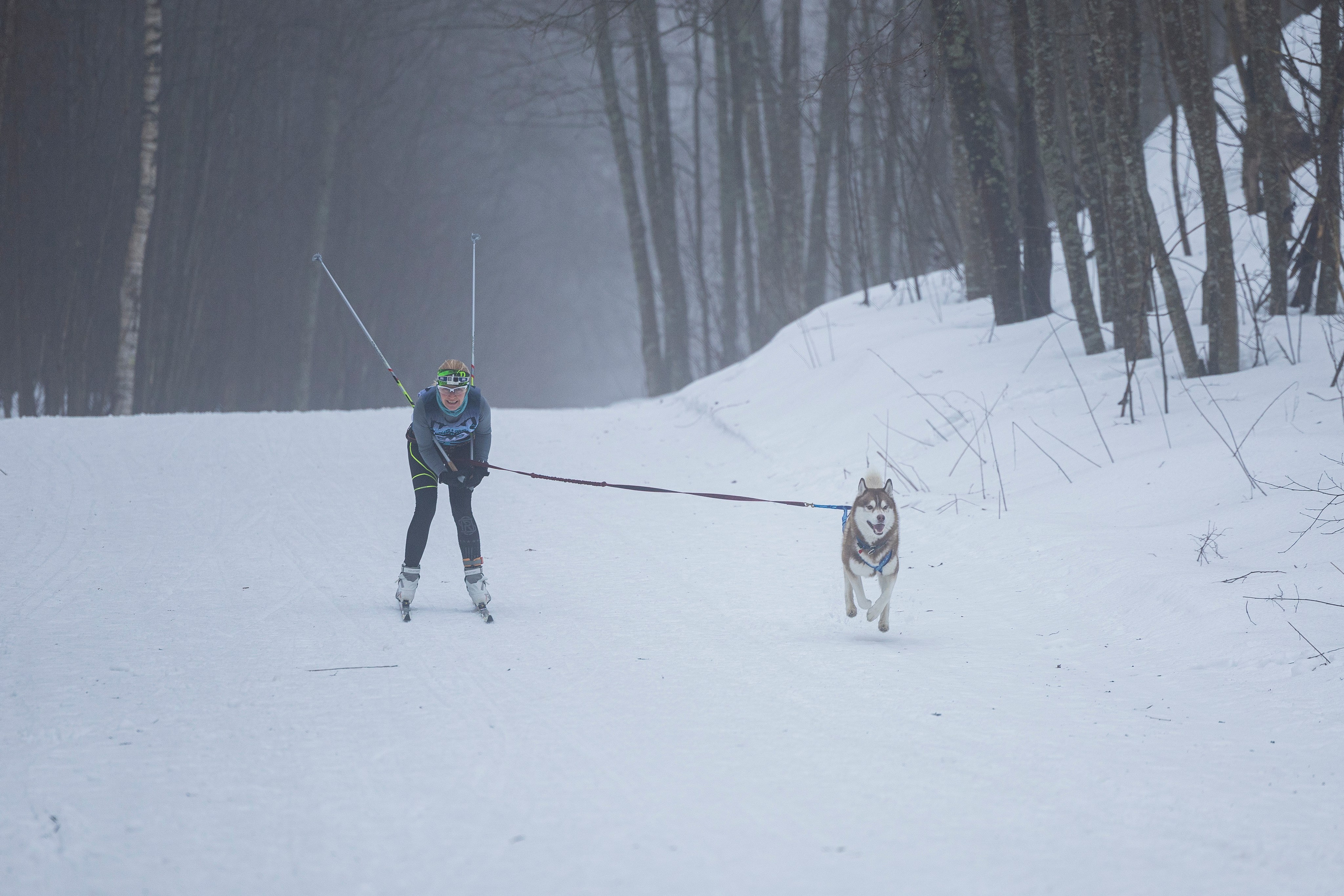 Зимний Чемпионат Санкт-Петербурга по ездовому спорту. Фотограф-анималист Анна Маринич