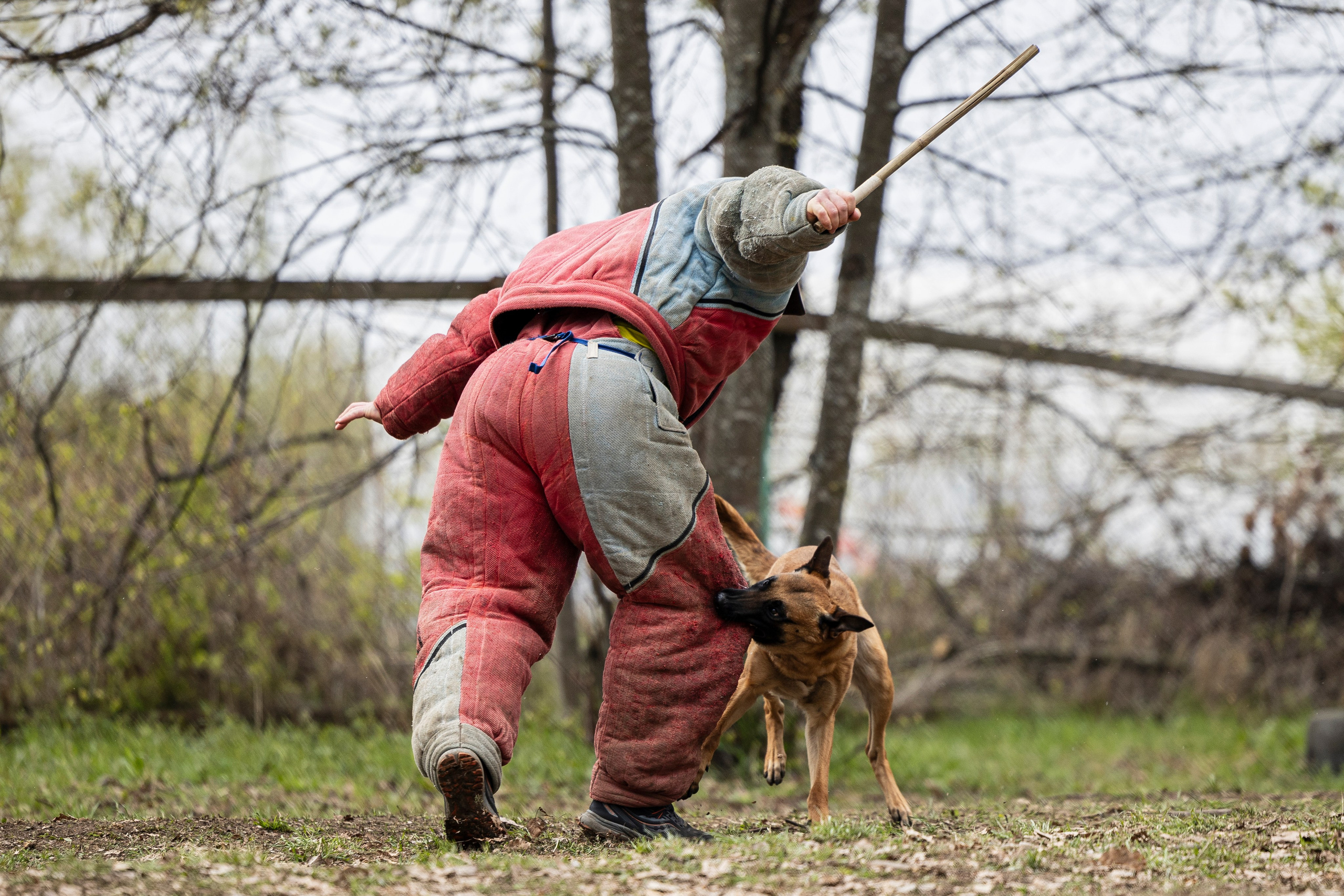 Квалификационные состязания по мондьорингу г. Вологда 11.05.24. Фотограф-анималист Анна Маринич