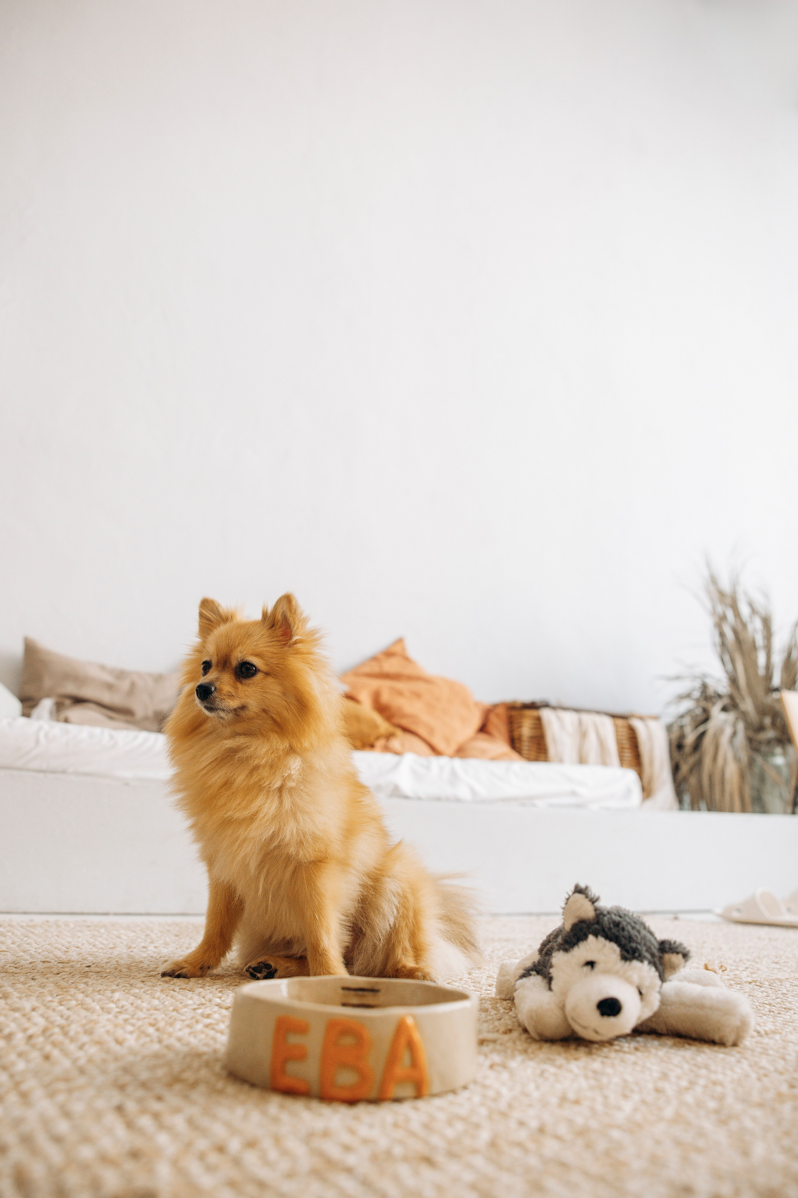 Съемка в студии с собакой. Анастасия Белаш