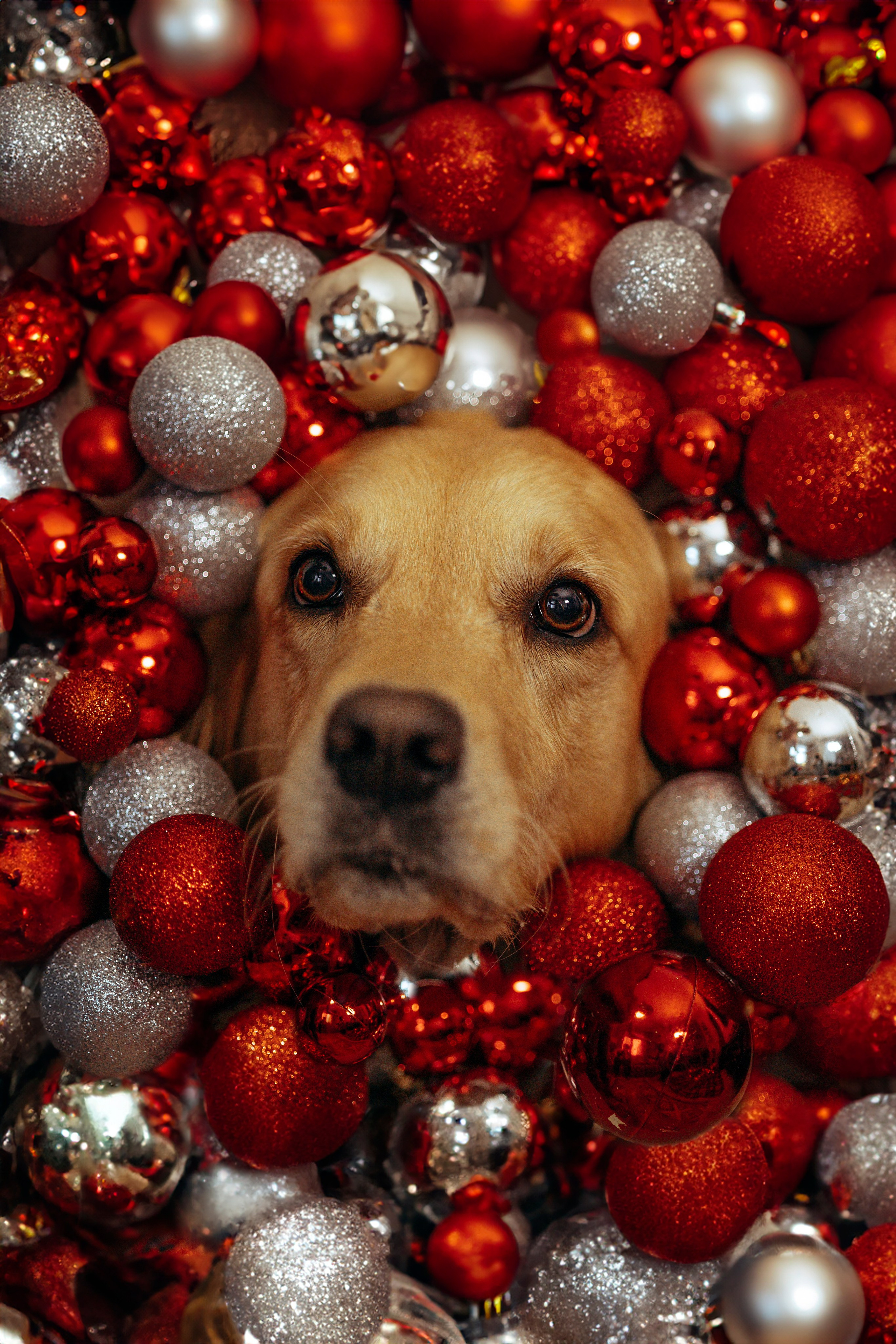 Новогодняя съемка с собакой. Анастасия Белаш