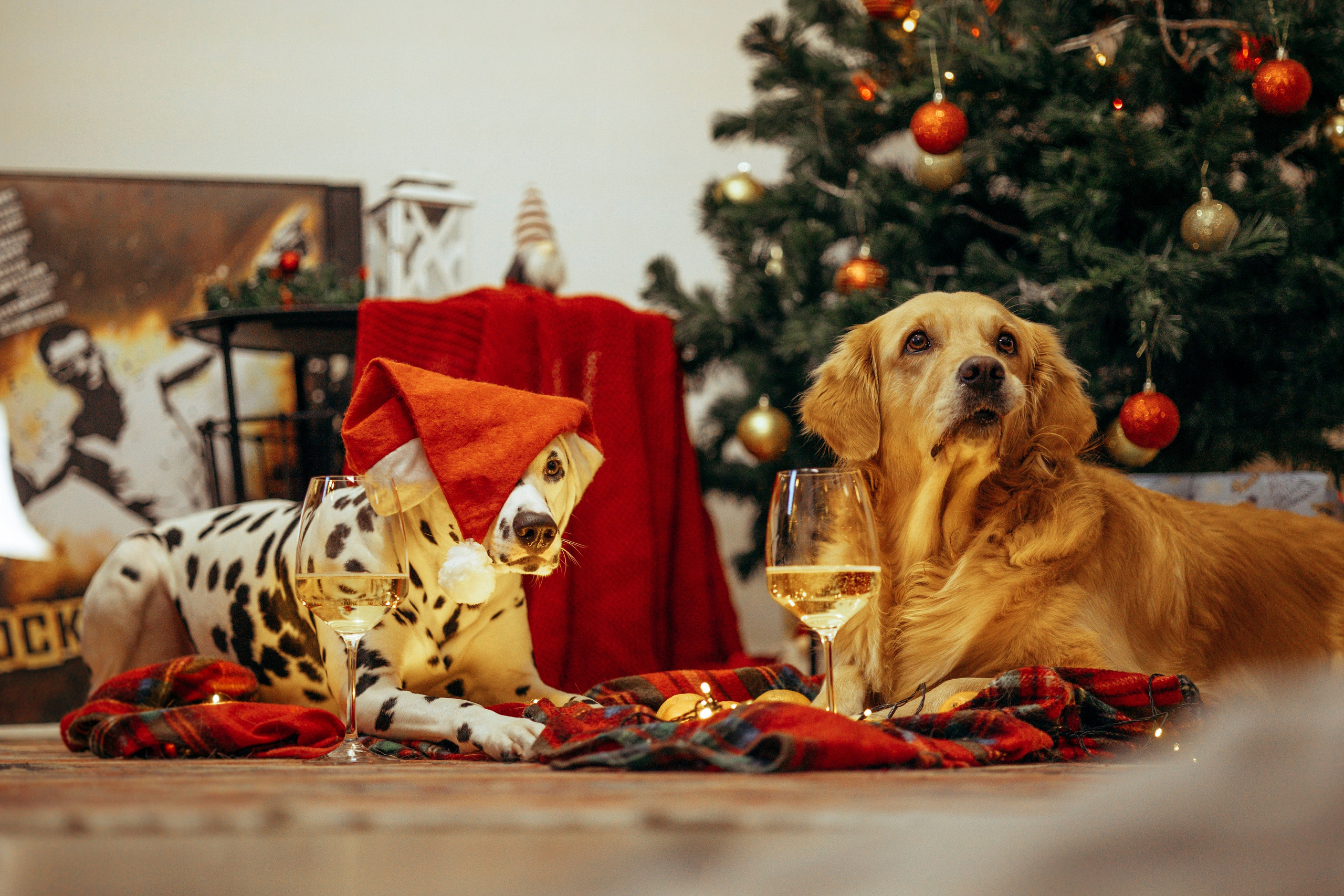 Новогодняя съемка с собакой. Анастасия Белаш