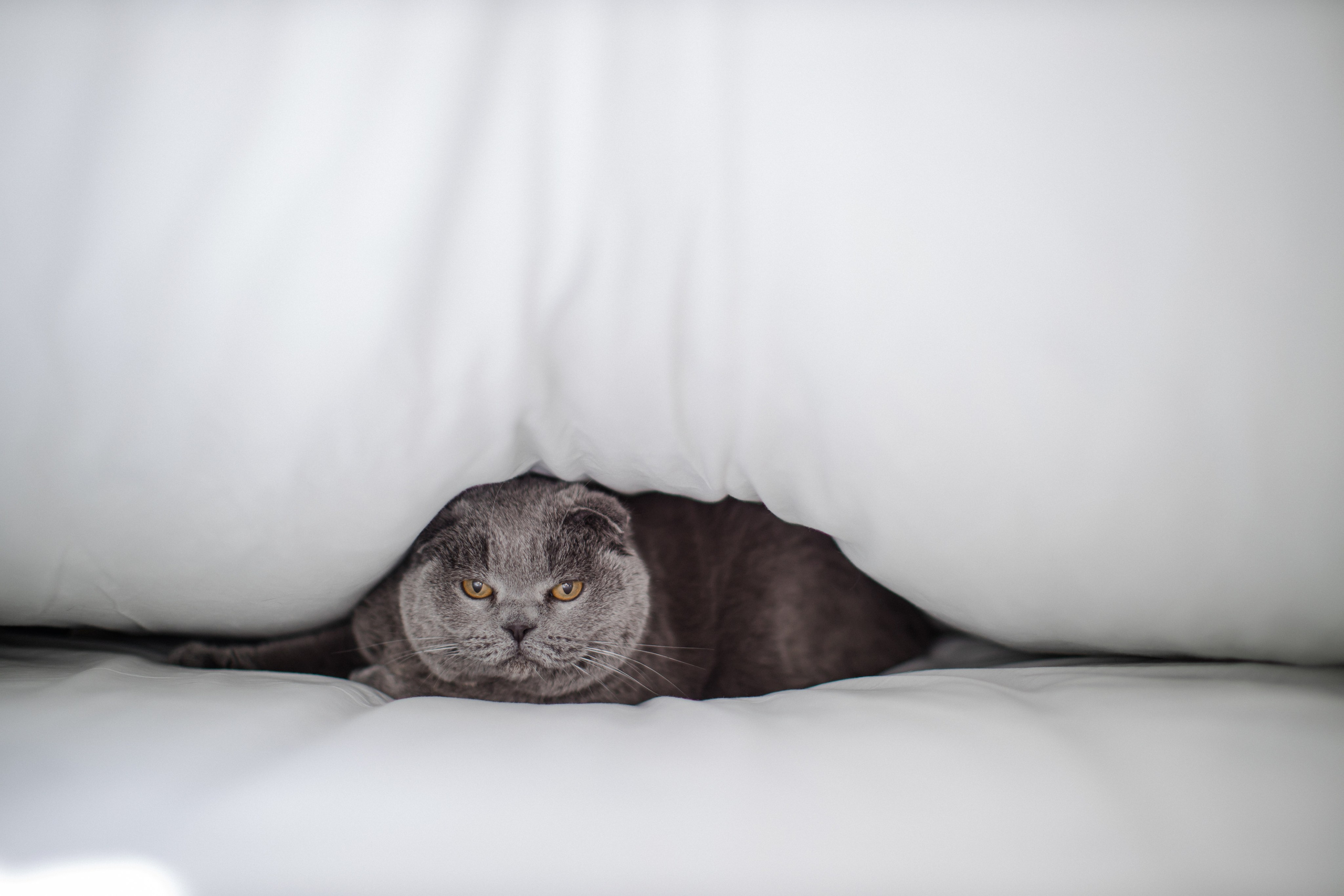 Свадьба Беатрис. Семейный и детский фотограф в Москве Кузьмина Мария