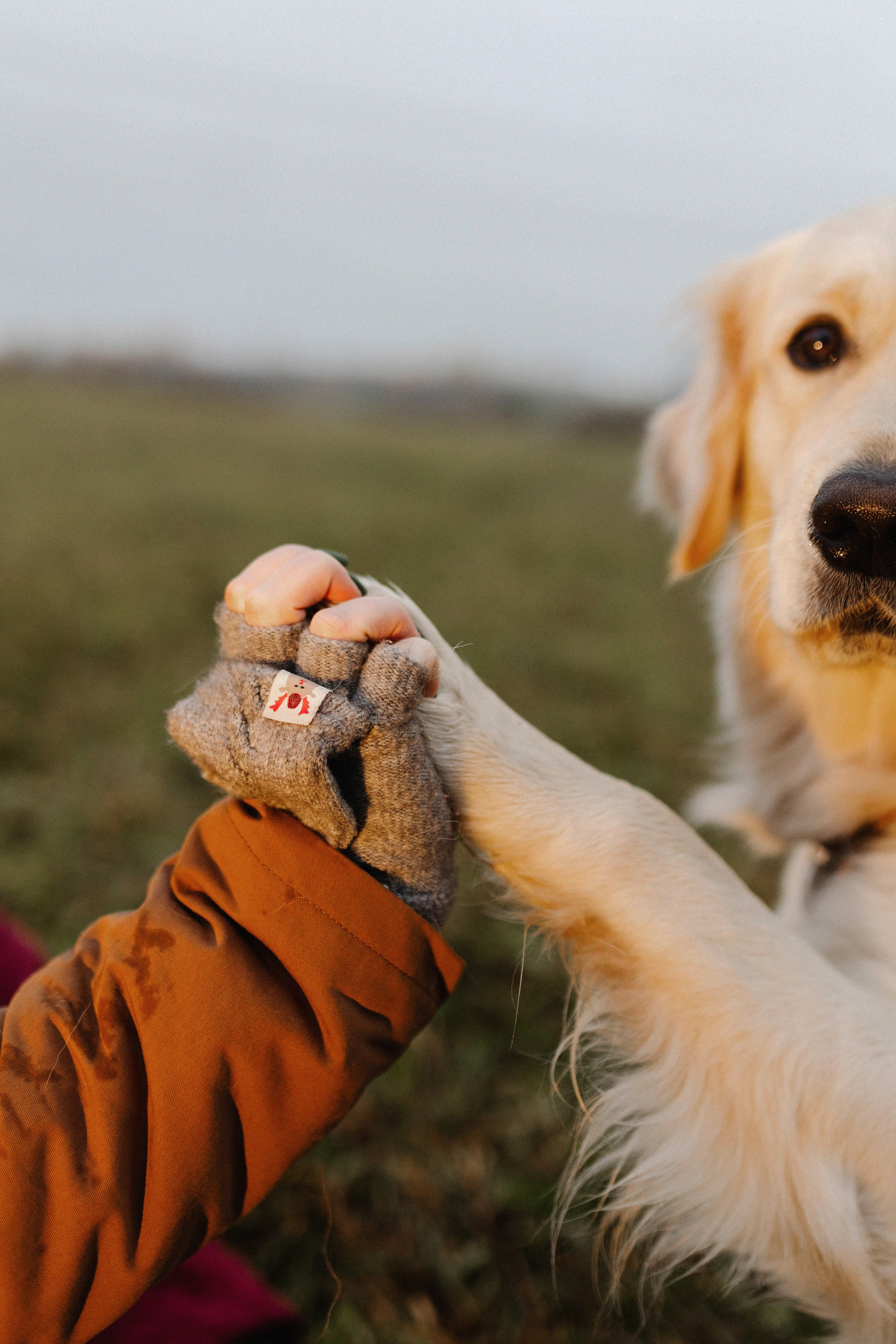 Dogcamp / Полина и Миша. Фотограф Кузина Вера