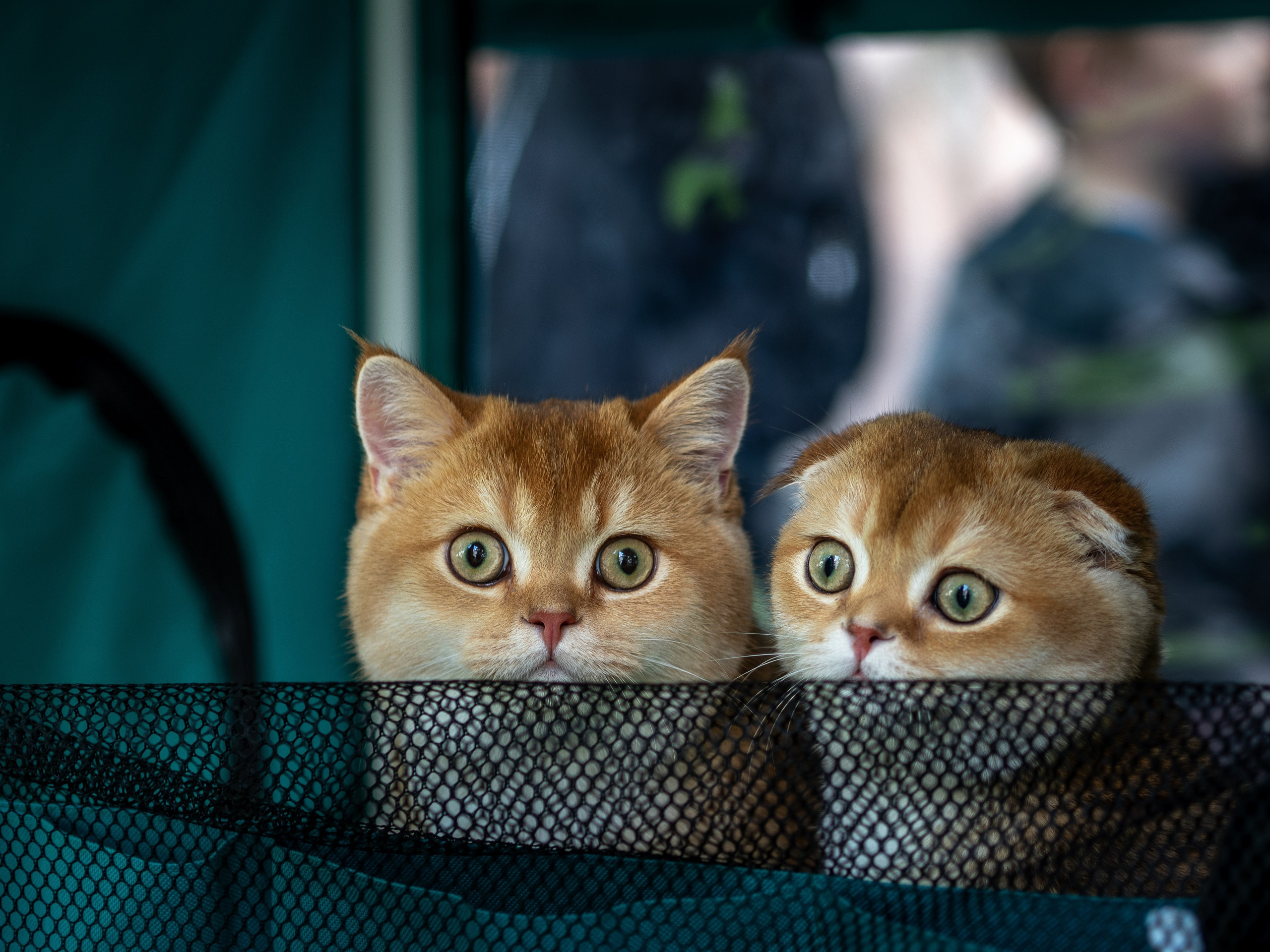 Анималистика. Сайт портфолио двух профессиональных фотографов