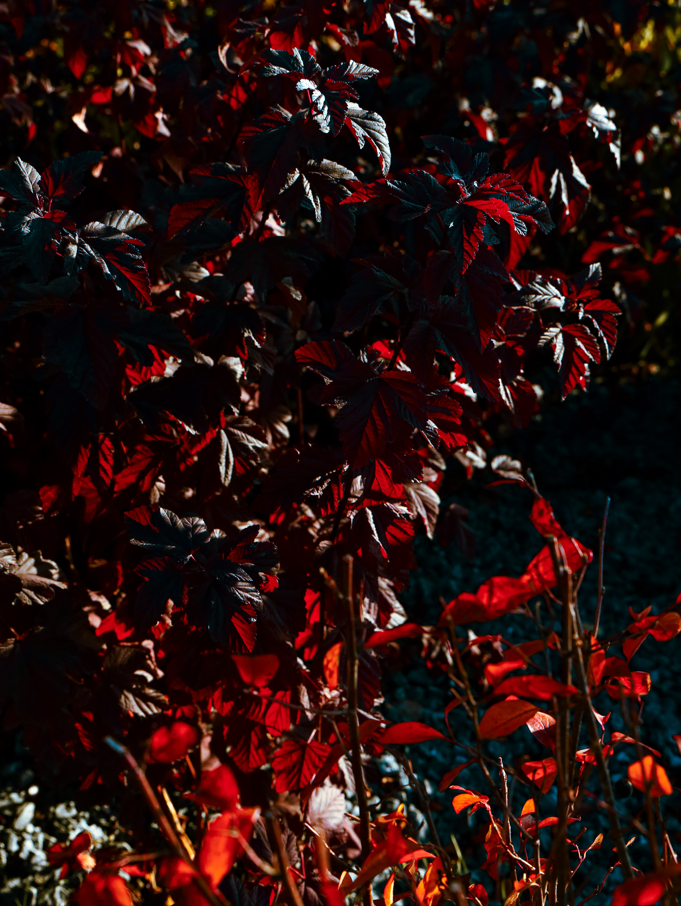 Shades of autumn. Фотограф/дизайнер в Екатеринбурге Хитрый Дмитрий