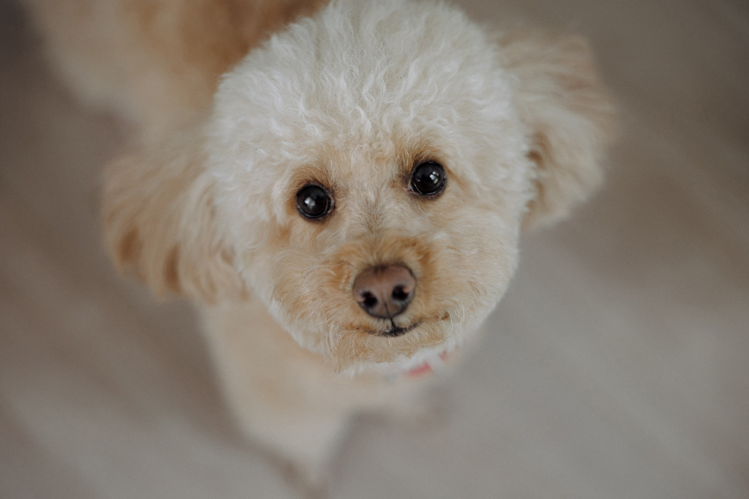 Свадебная фотосессия в Подмосковье. Фотограф в Москве с выездом в МО. Фотограф на свадьбу Москва. Фотограф в Москве Валерия Рожкова