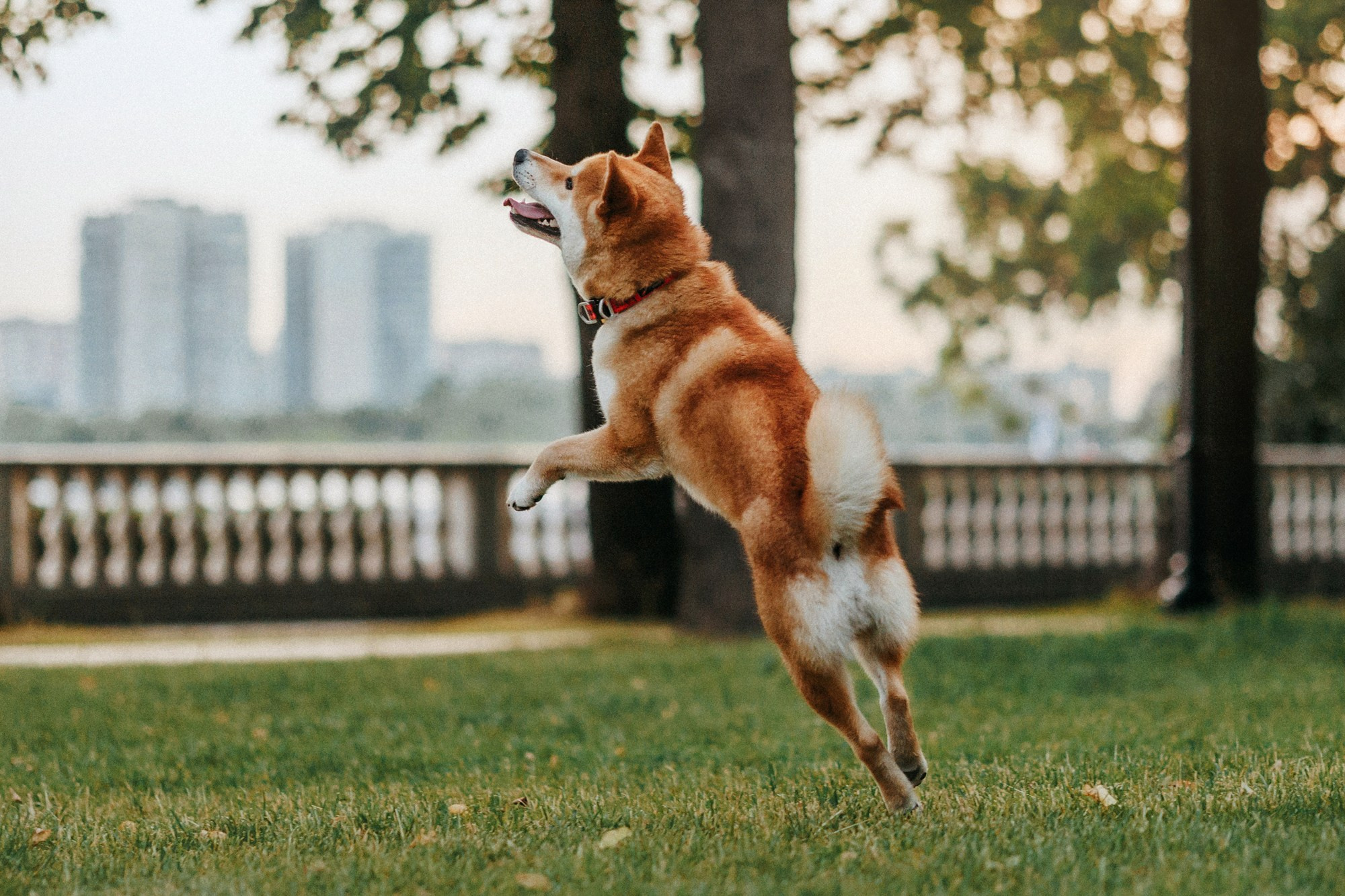 Аня, Влад и Ики. Фотограф-анималист Елена Радченко, Москва