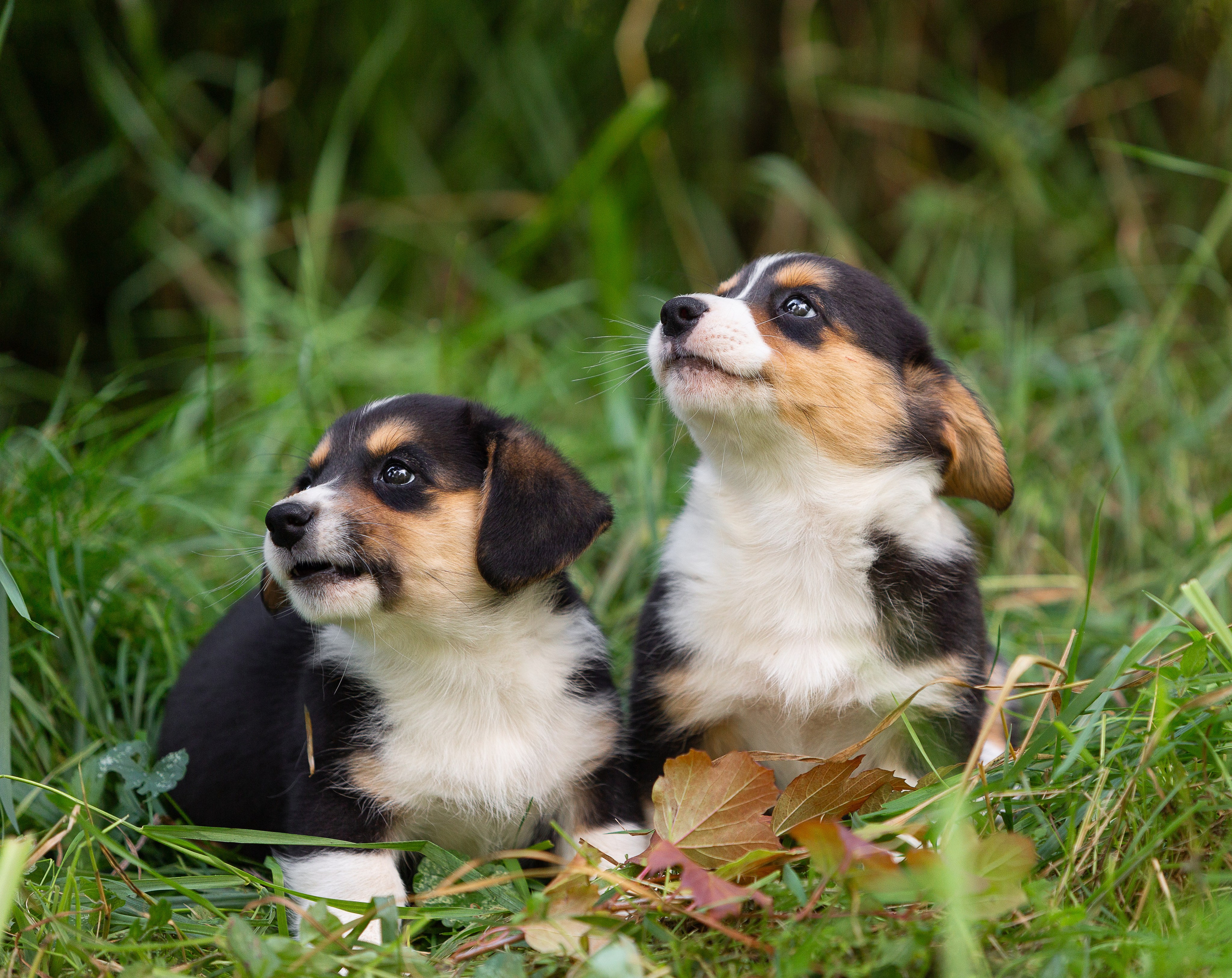 Корги (фотопрогулка). Фотограф-анималист в Москве, МО и Владимире