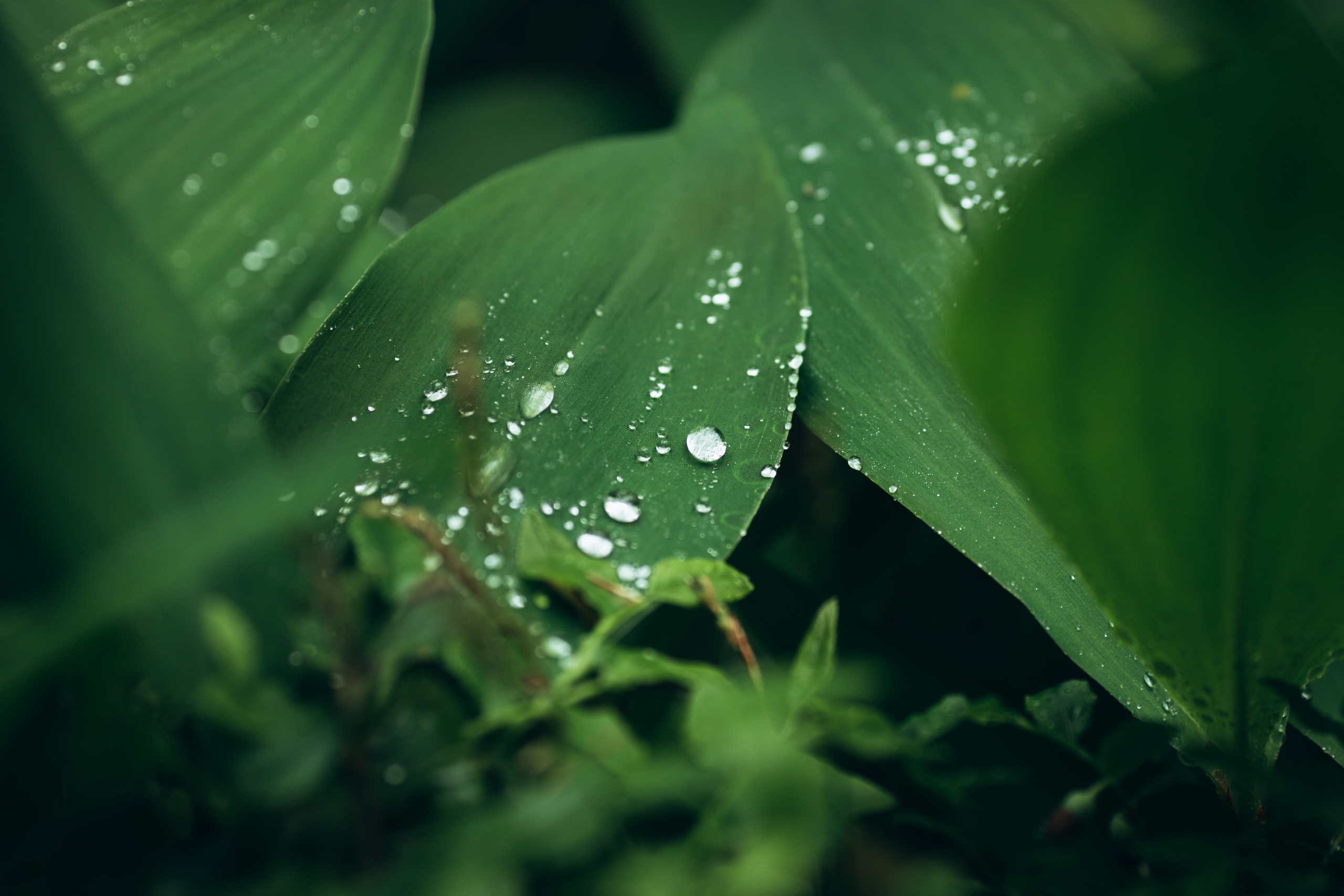 Природные пейзажи. Наталия Клевинскас портретный фотограф в Костроме