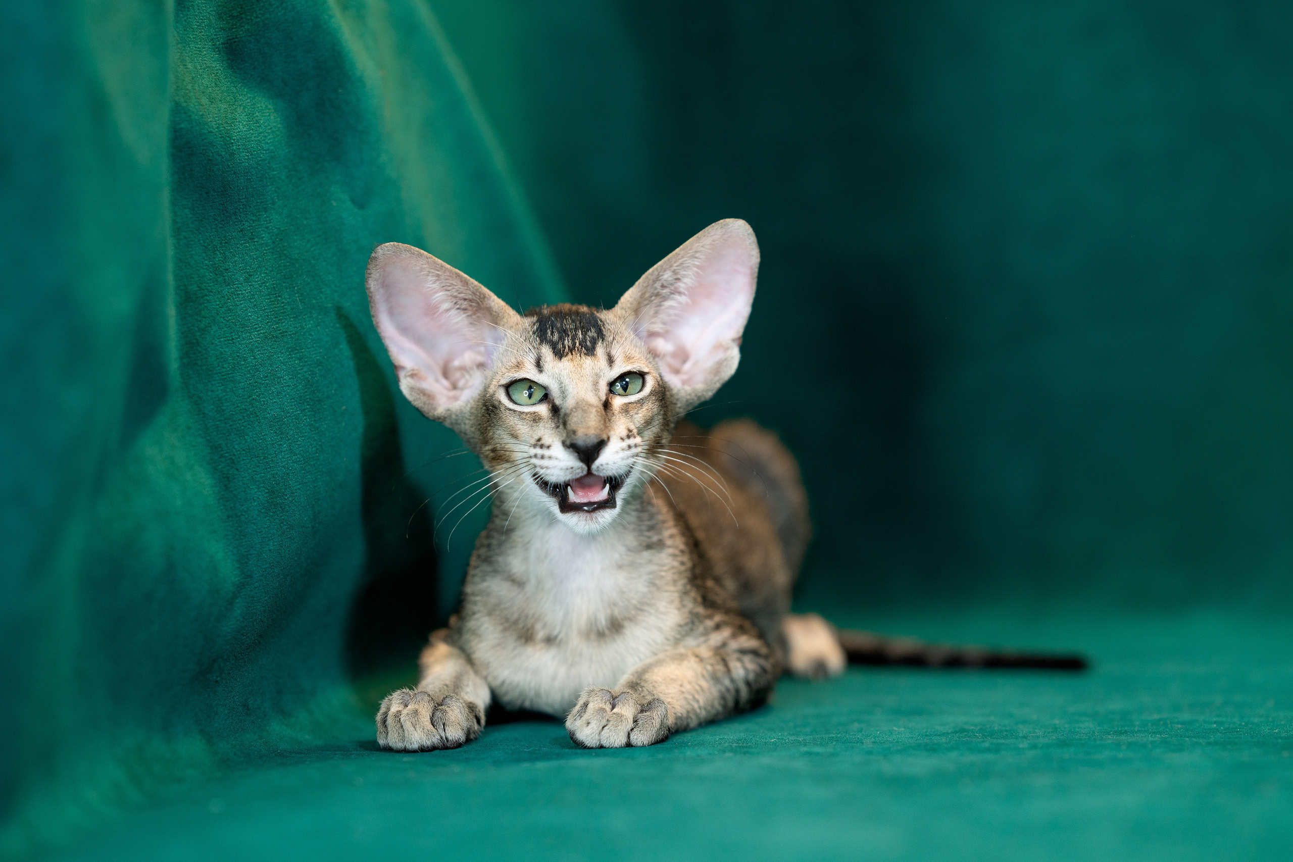 Заводчик Юлия Панова. Творческий фотограф Вологда
