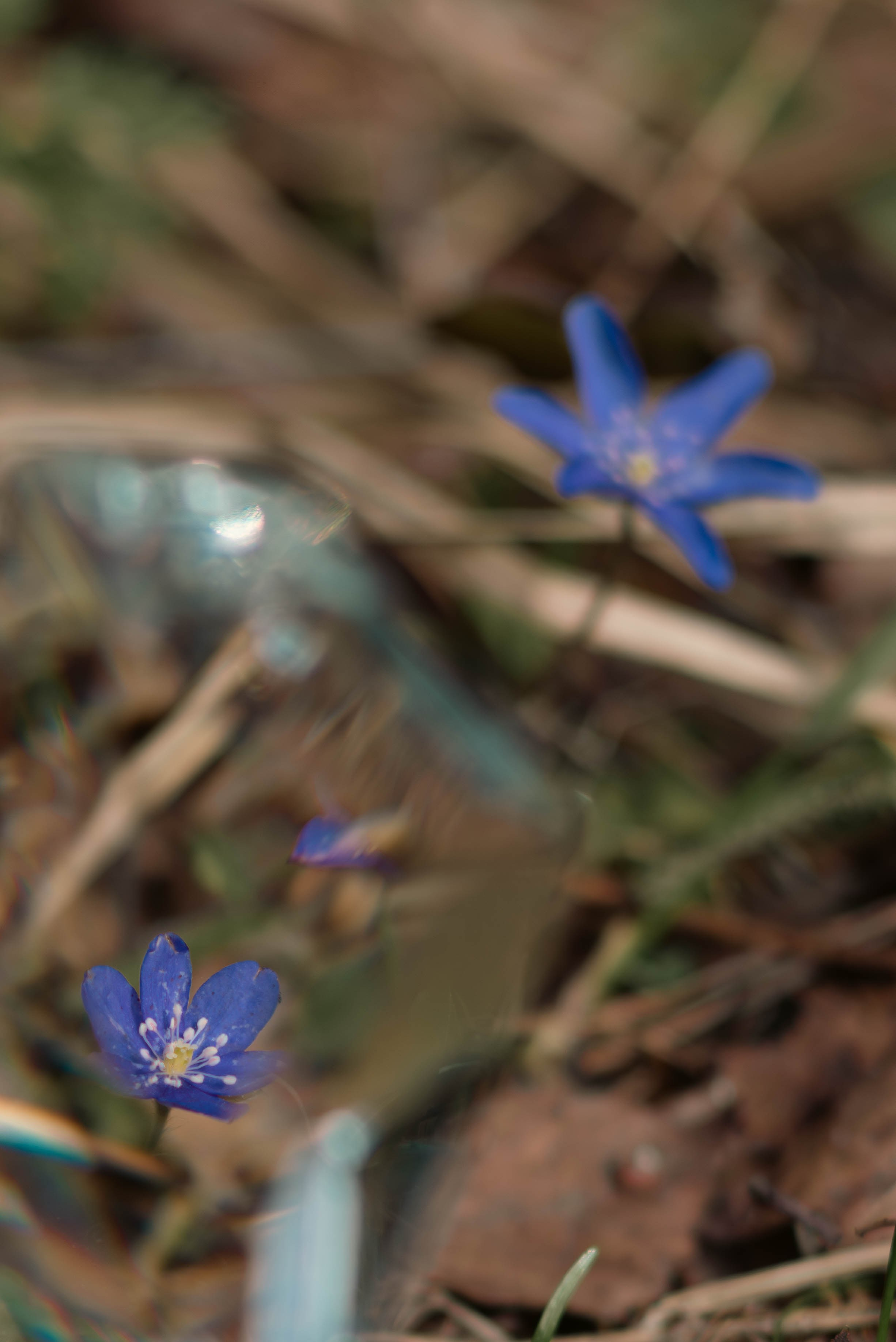 Цветы. Светофография