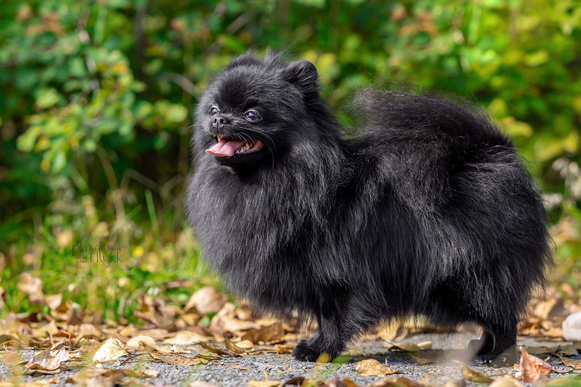 7 сентября 2024, Выставка СКОР, г. Пермь. Htykk_photo