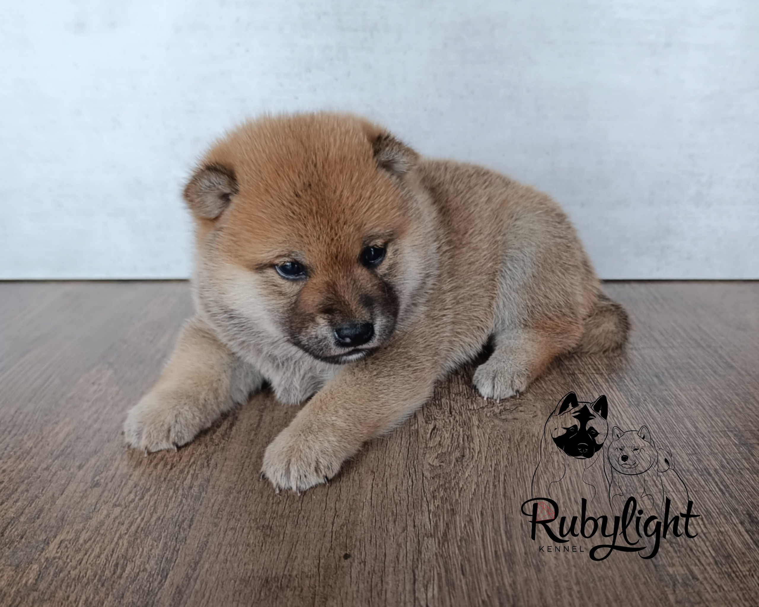 Сиба Rubylight Emma питомник Рубилайт 