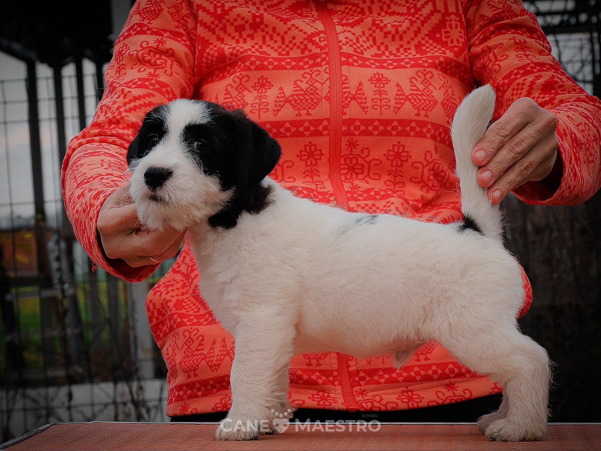 КОБZ_4_ЧБ_27_08_25. КАНЕ МАЭСТРО — питомник Джек рассел терьеров