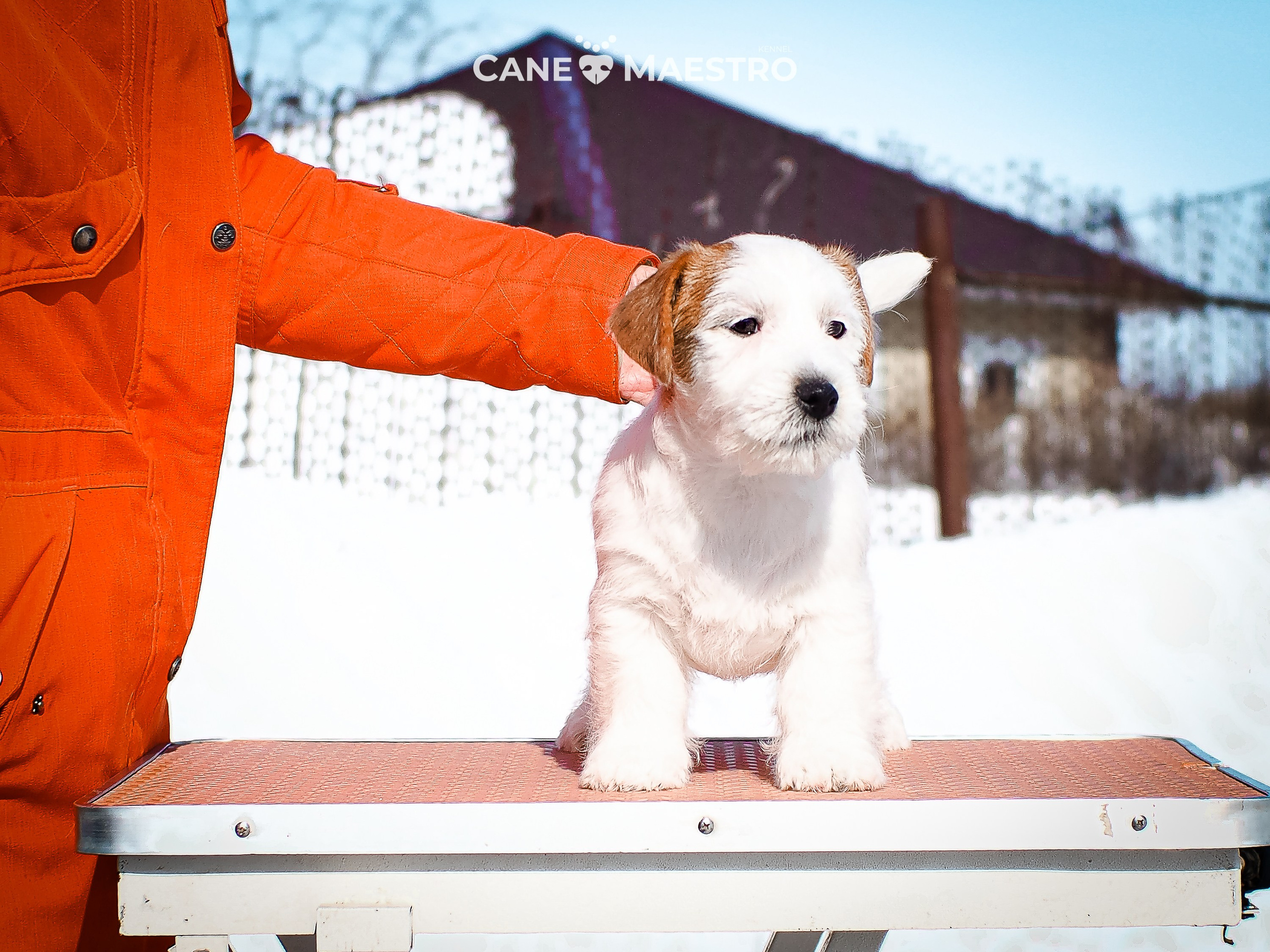 КОБ_Б_МОНОКЛЬ. CANE MAESTRO — kennel Jack Russell Terrier