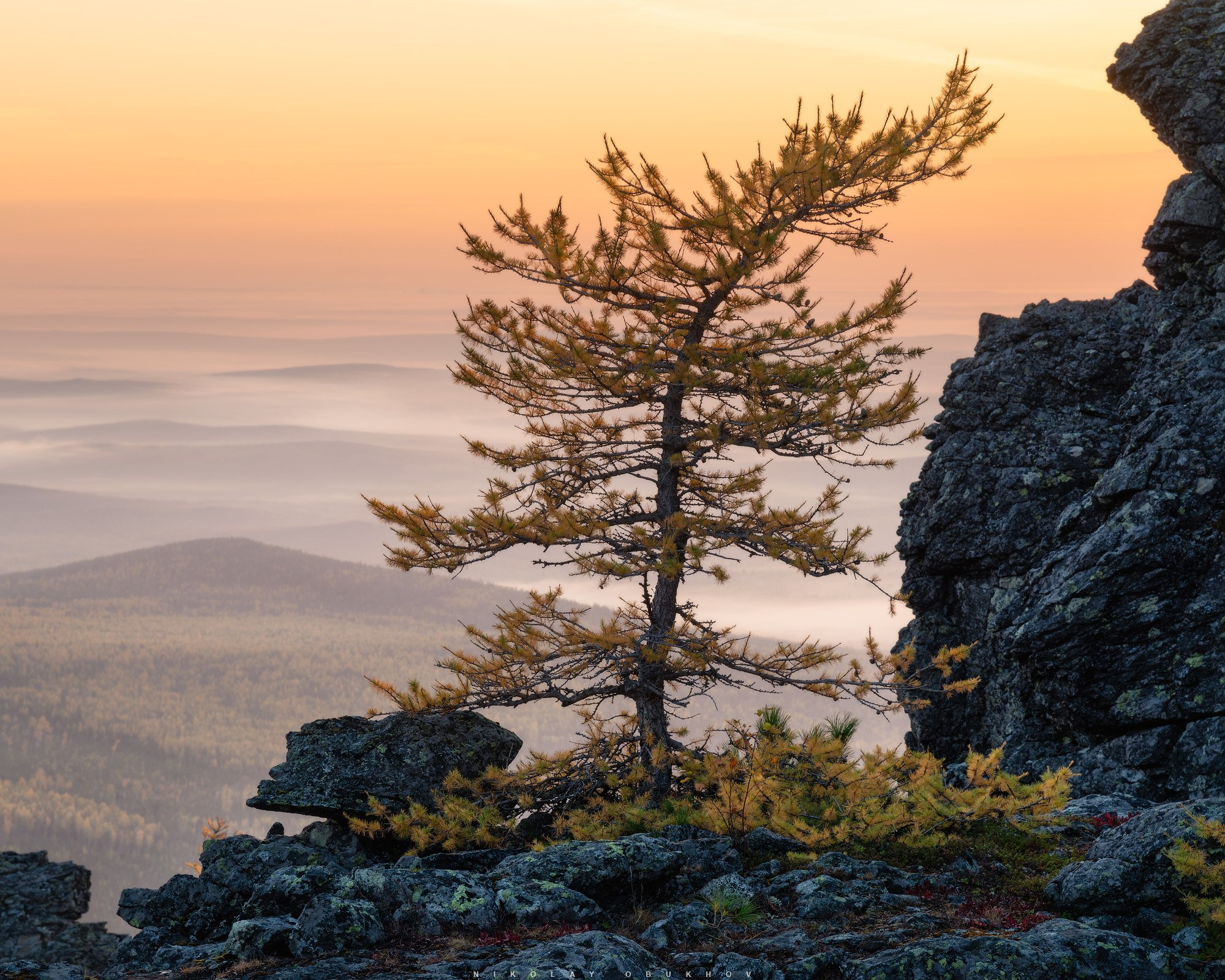 Золотая лиственница на рассвете на горе Серебрянский Камень на Северном Урале.