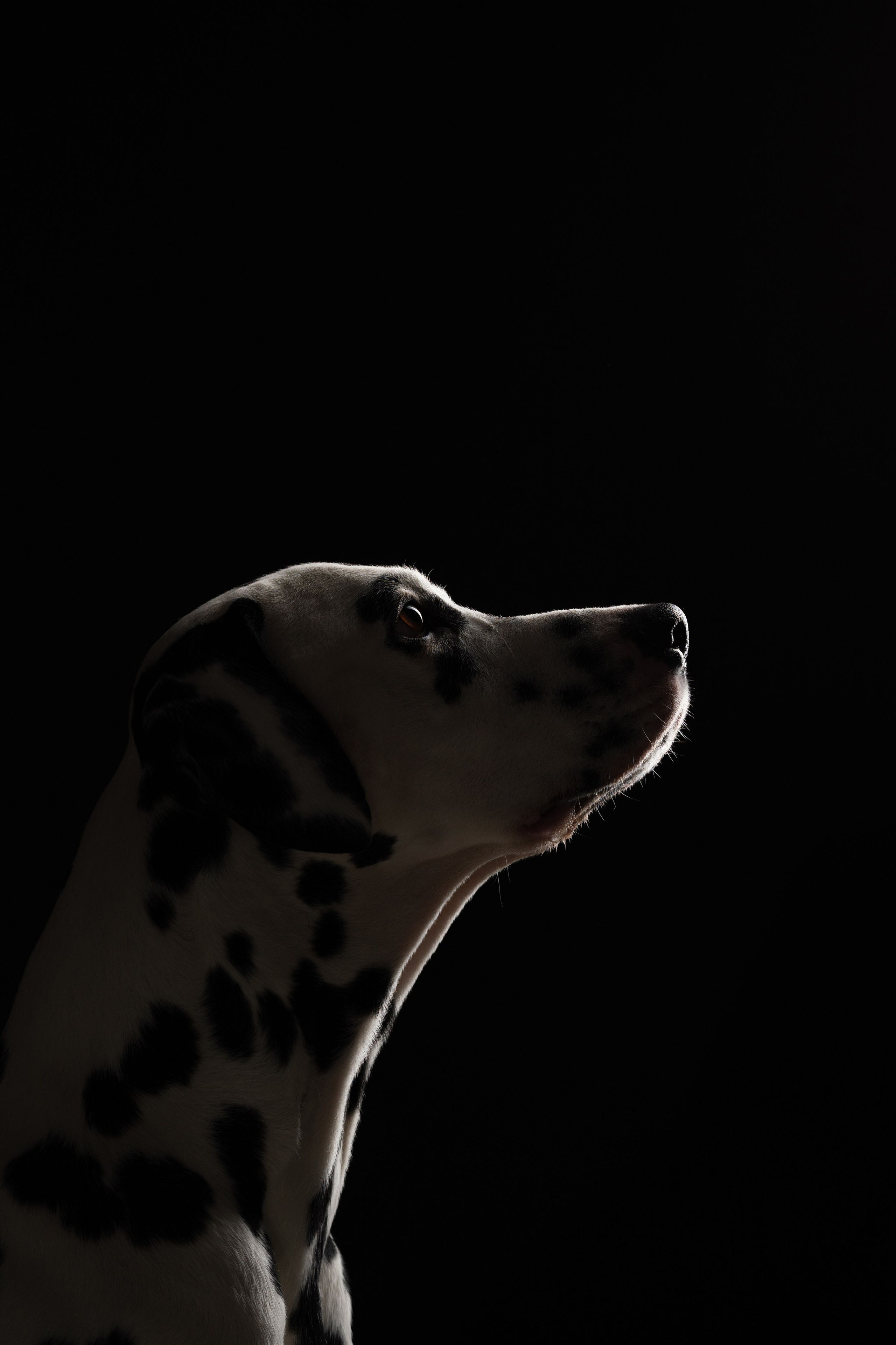 Тейл. Фотограф анималист Осипчикова Мария