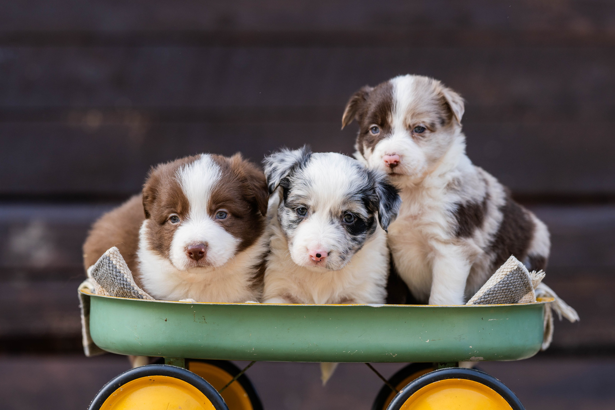 Фритсвит. Семейный фотограф Ефремова Виктория