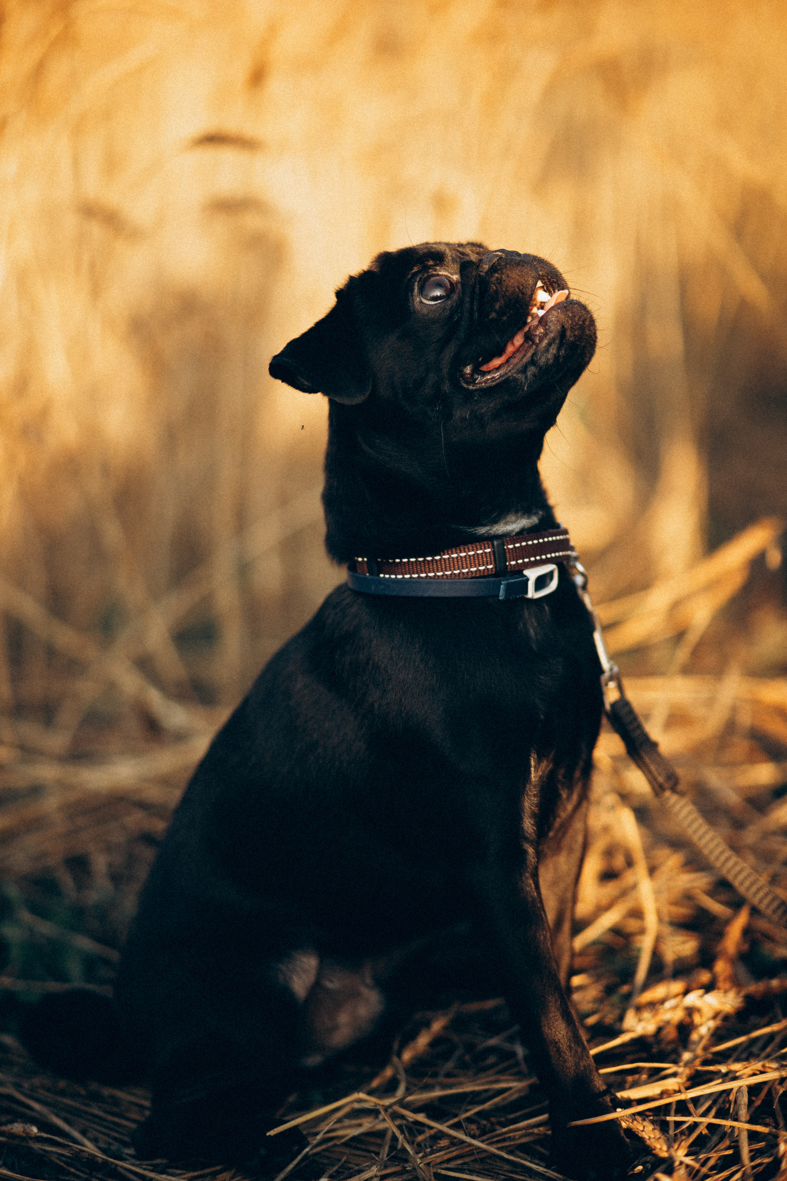 Гена+Влада + Бутч. Семейная съемка — это красивый способ признаться своей семье в любви