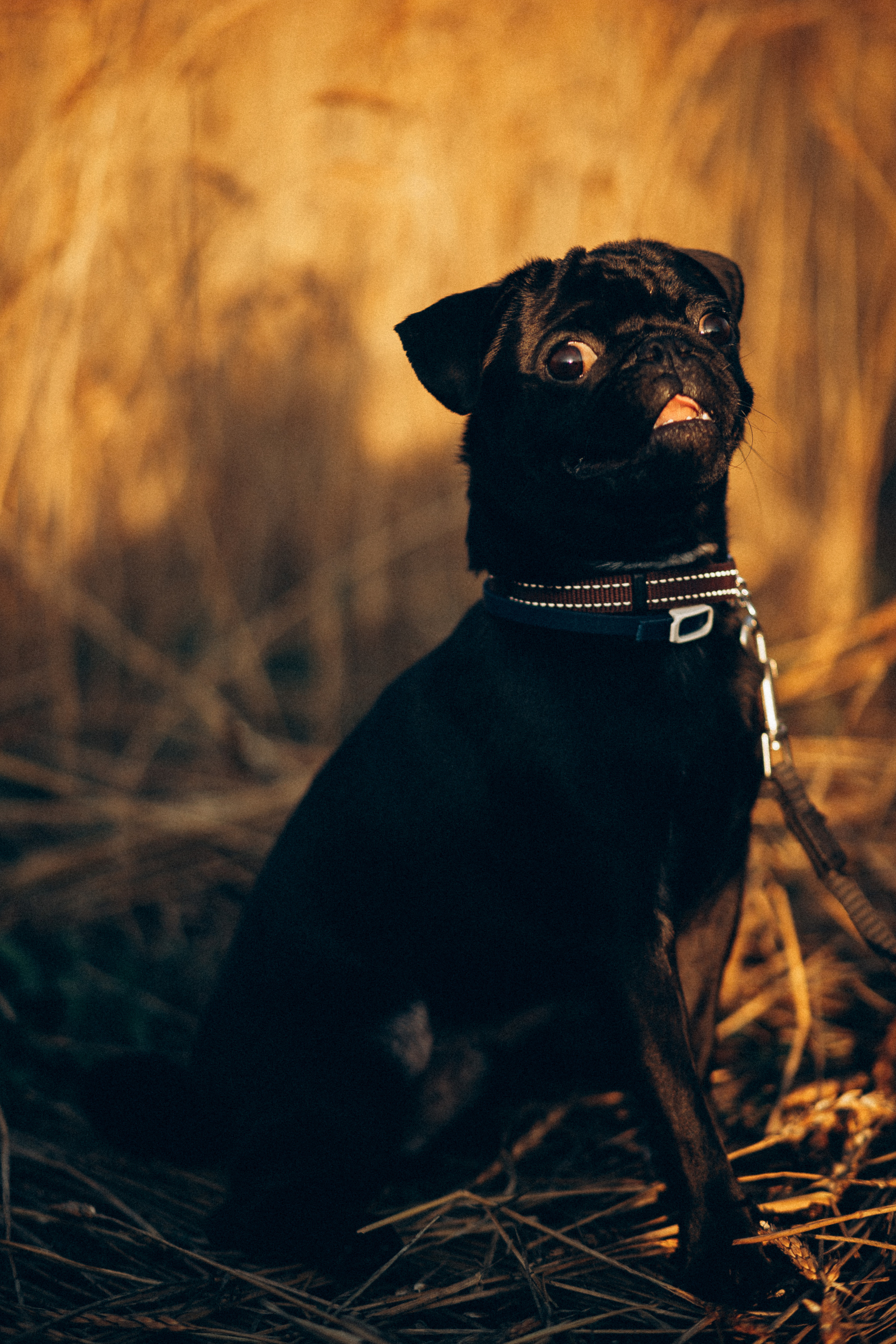 Гена+Влада + Бутч. Семейная съемка — это красивый способ признаться своей семье в любви