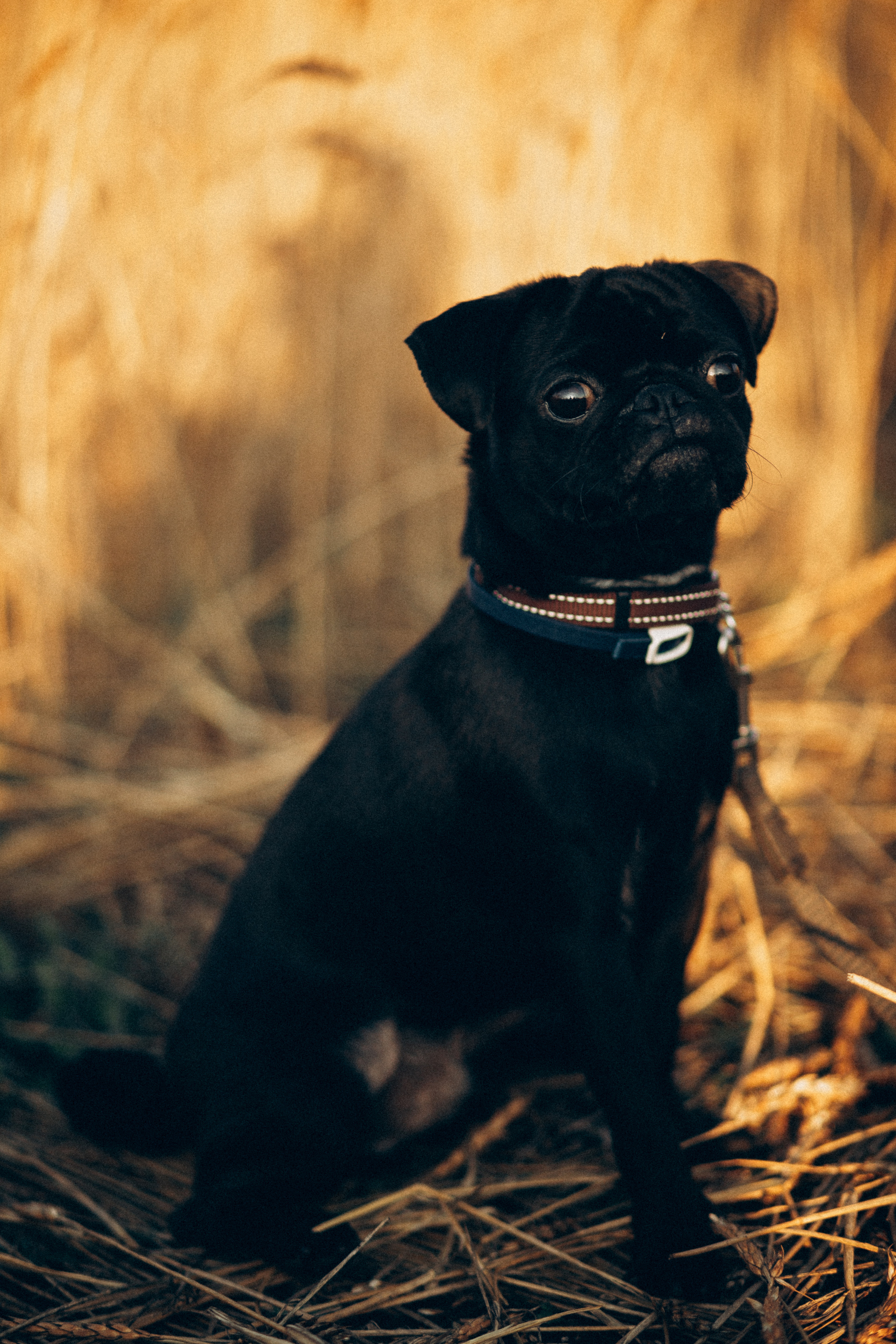 Гена+Влада + Бутч. Семейная съемка — это красивый способ признаться своей семье в любви