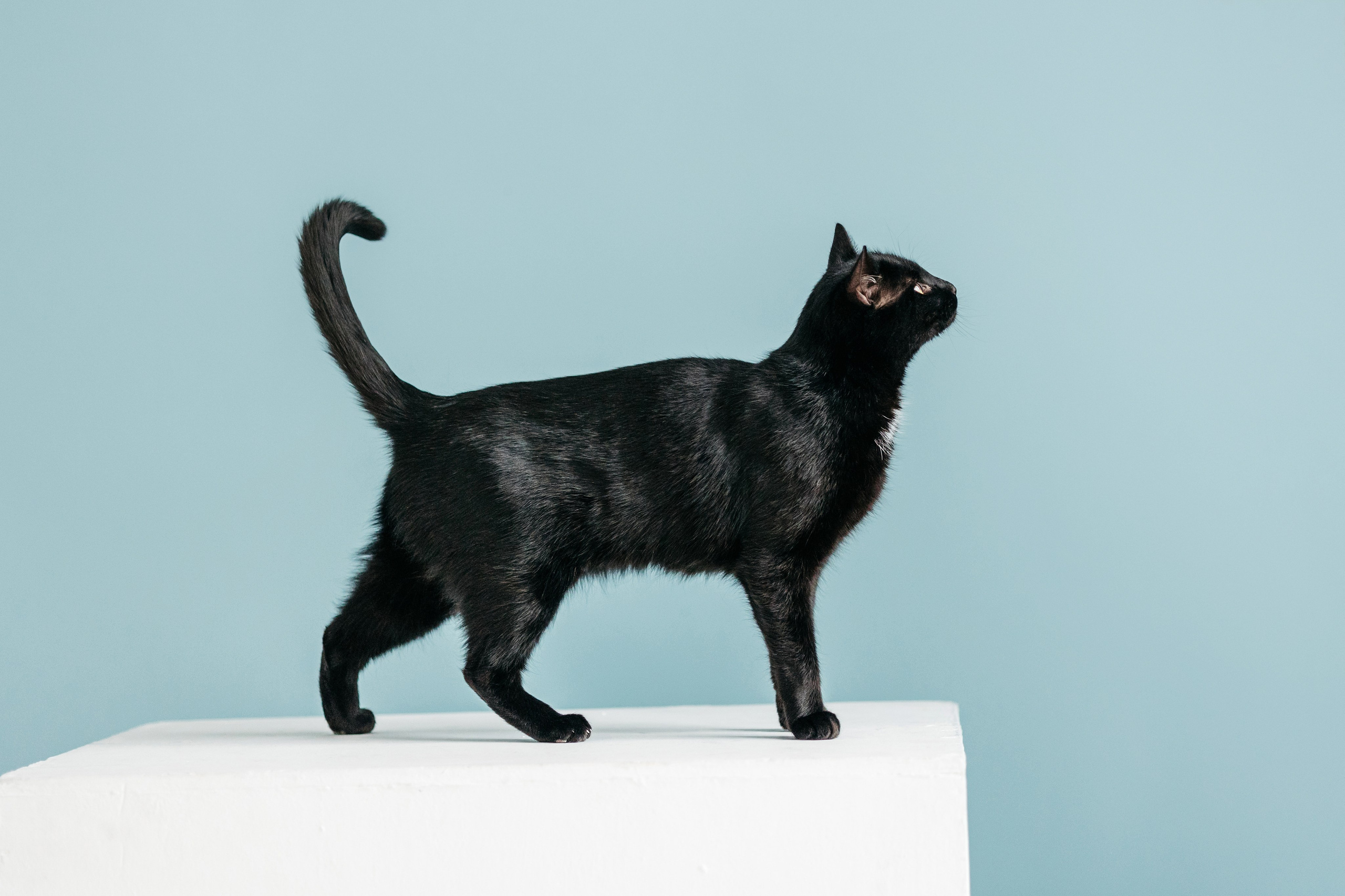 Кузя. Фотограф-анималист Елена Радченко, Москва