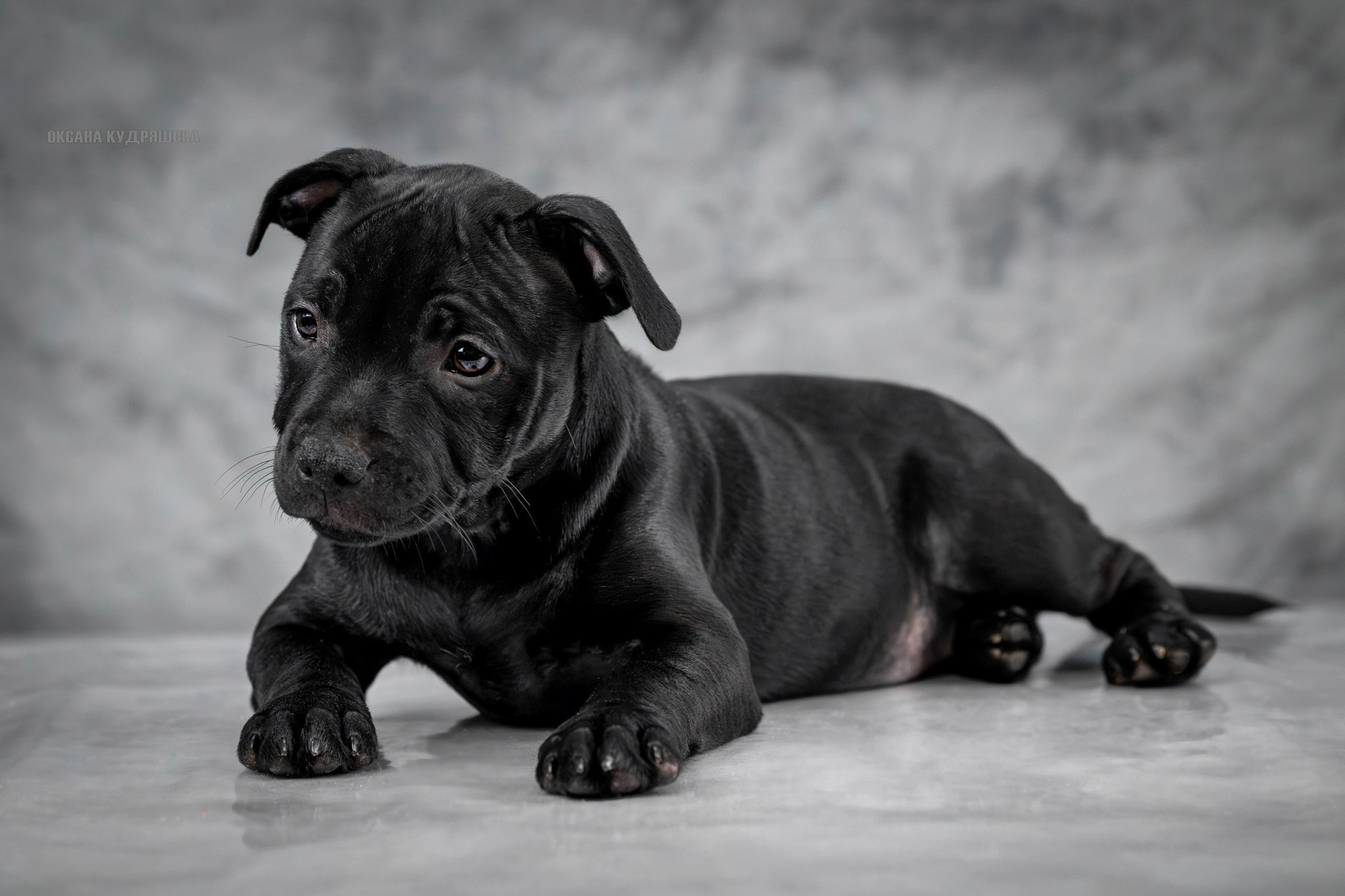 Щенки Стаффбуль. Фотограф 📸 анималист, предметный, репортажный