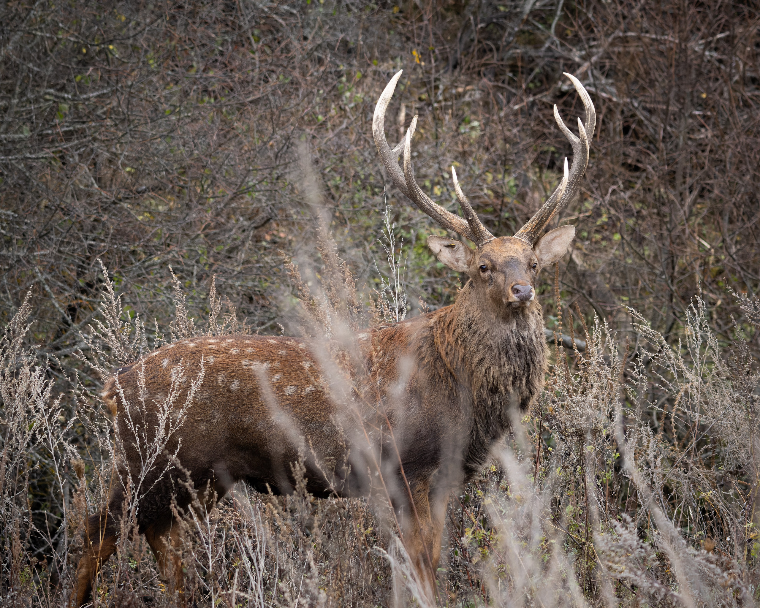 Lipetsk 2024. Anton Chernov | Wildlife photographer