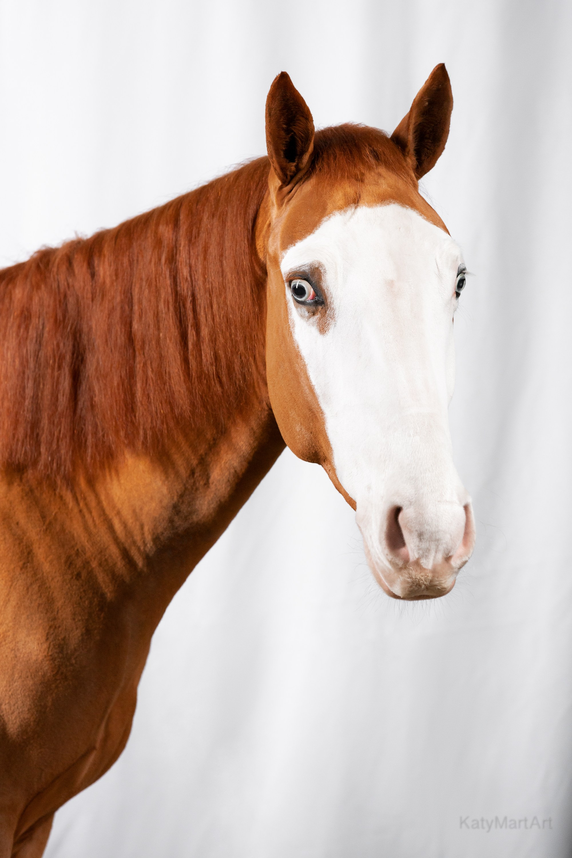 Пятна. KatymartArt — Equine photography