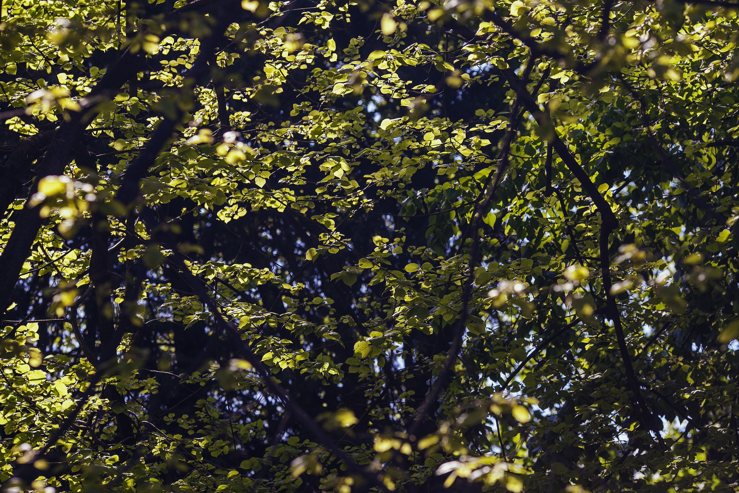 Исмаил и Дарья. Свадебный фотограф в Краснодаре Михаил Бобрышов