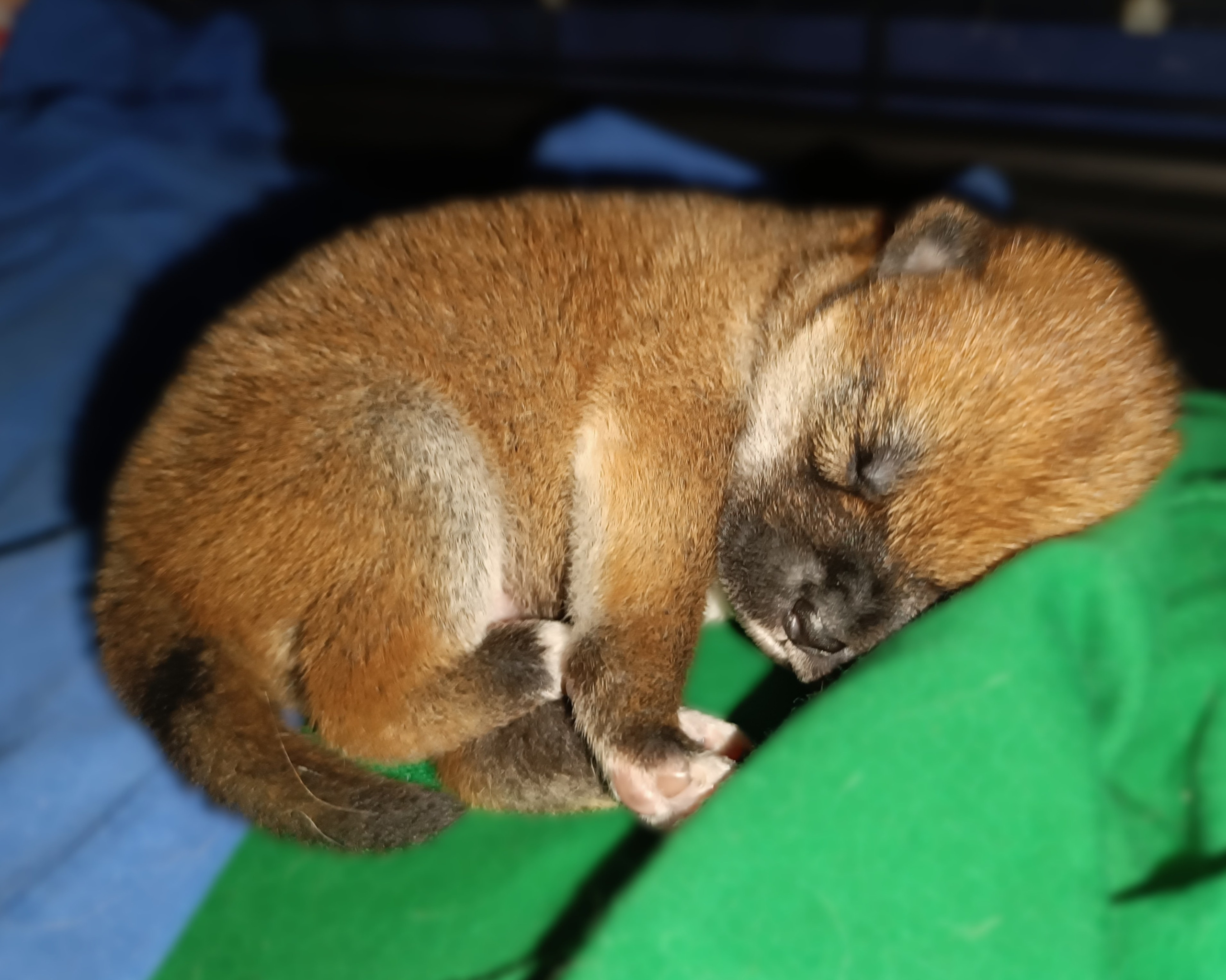 сиба питомник Рубилайт щенки на продажу rubylight  сиба щенки купить СПб Санкт-Петербург 