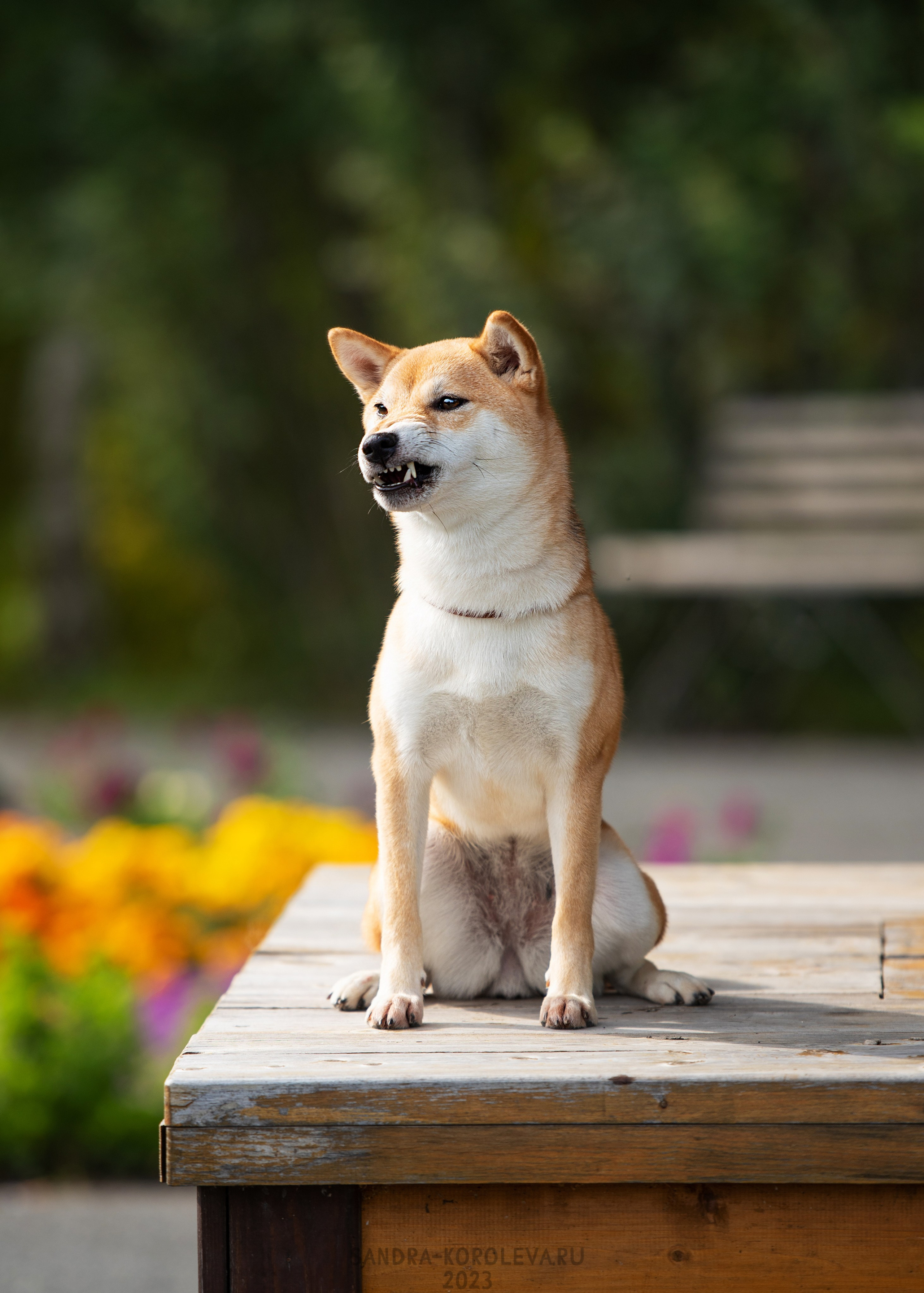 Выставка собак Тюмень 02.09.2023. Дог-фотограф в Тюмени Александра Королева