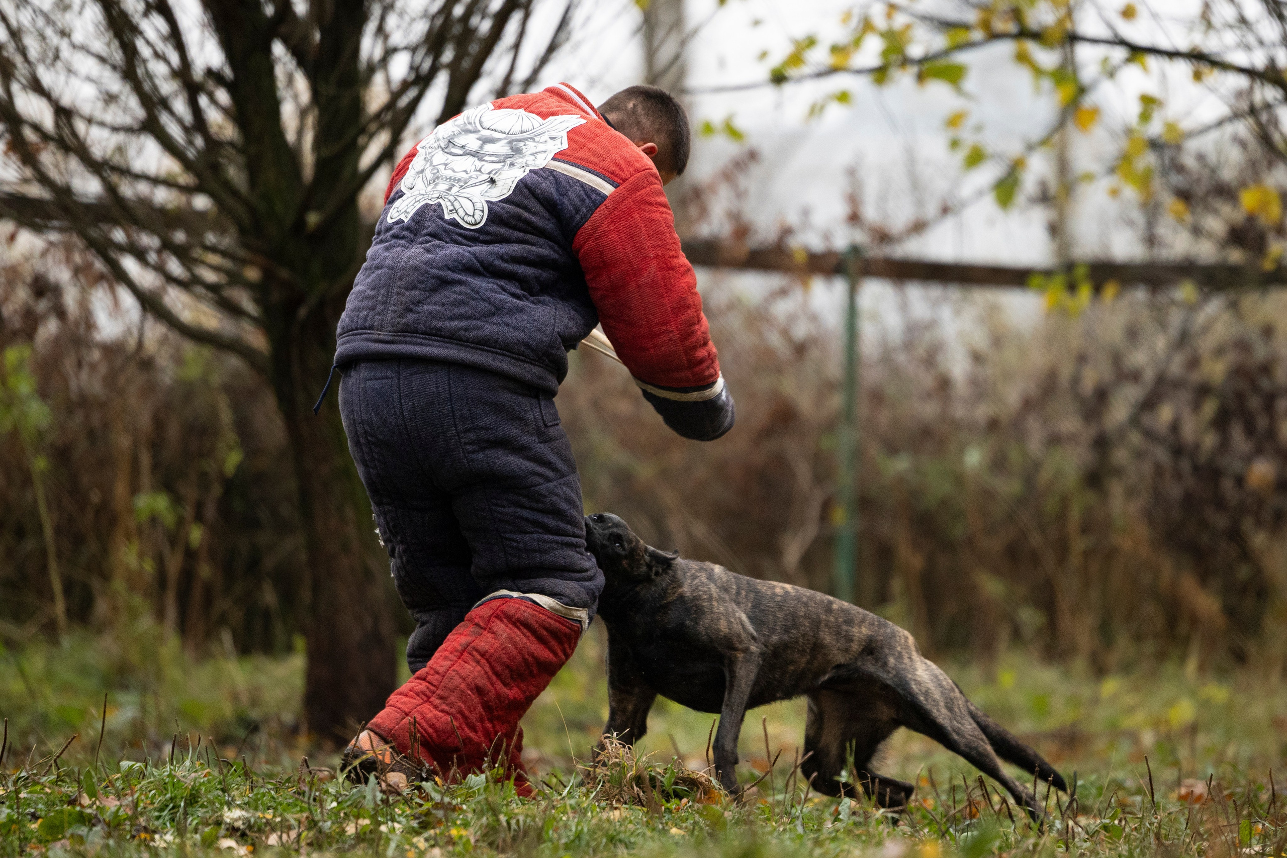 Соревнования по Мондьорингу г. Вологда. Фотограф-анималист Анна Маринич