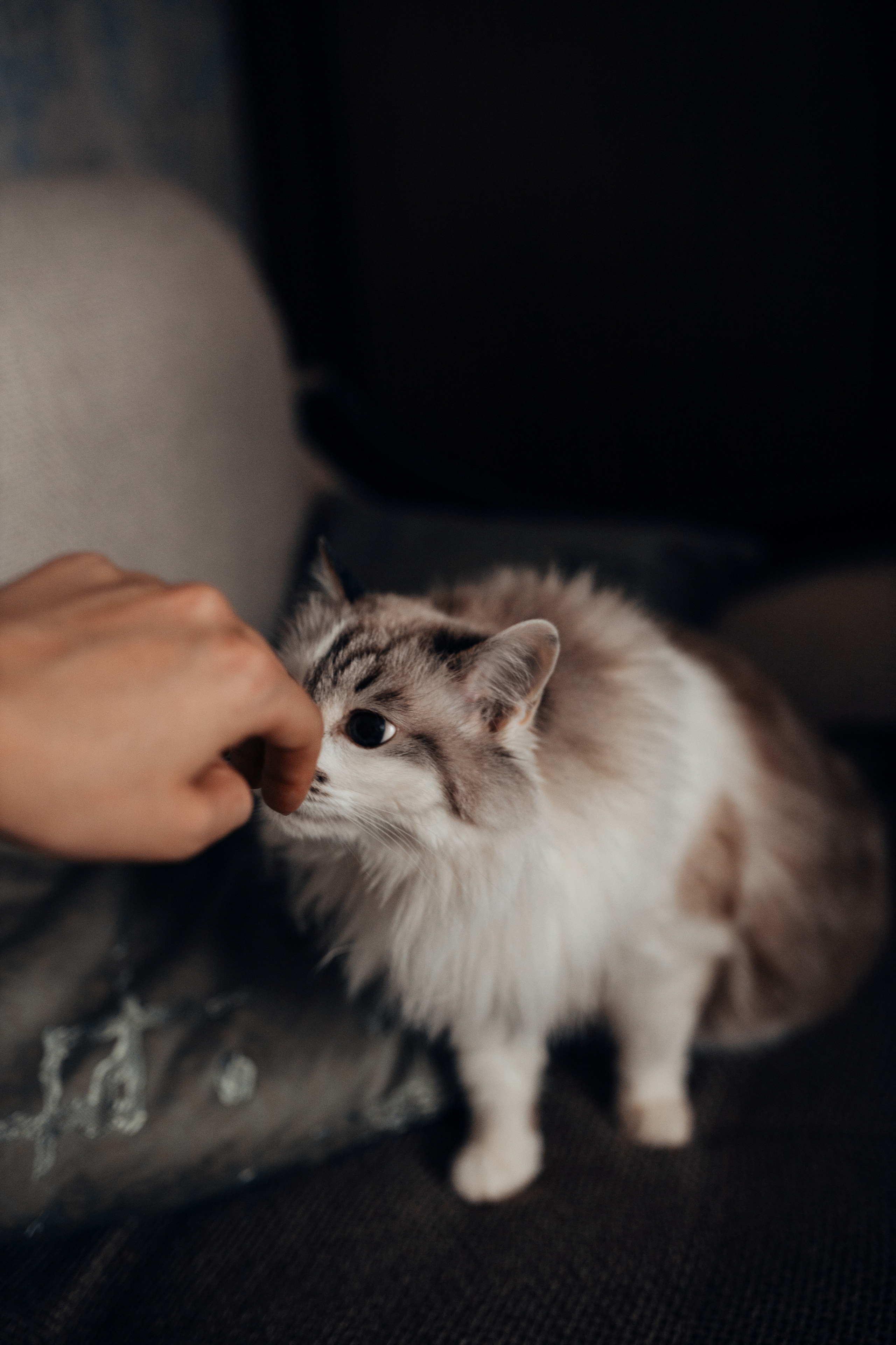 Timur and Catherine. Антонина Талах фотограф в Москве