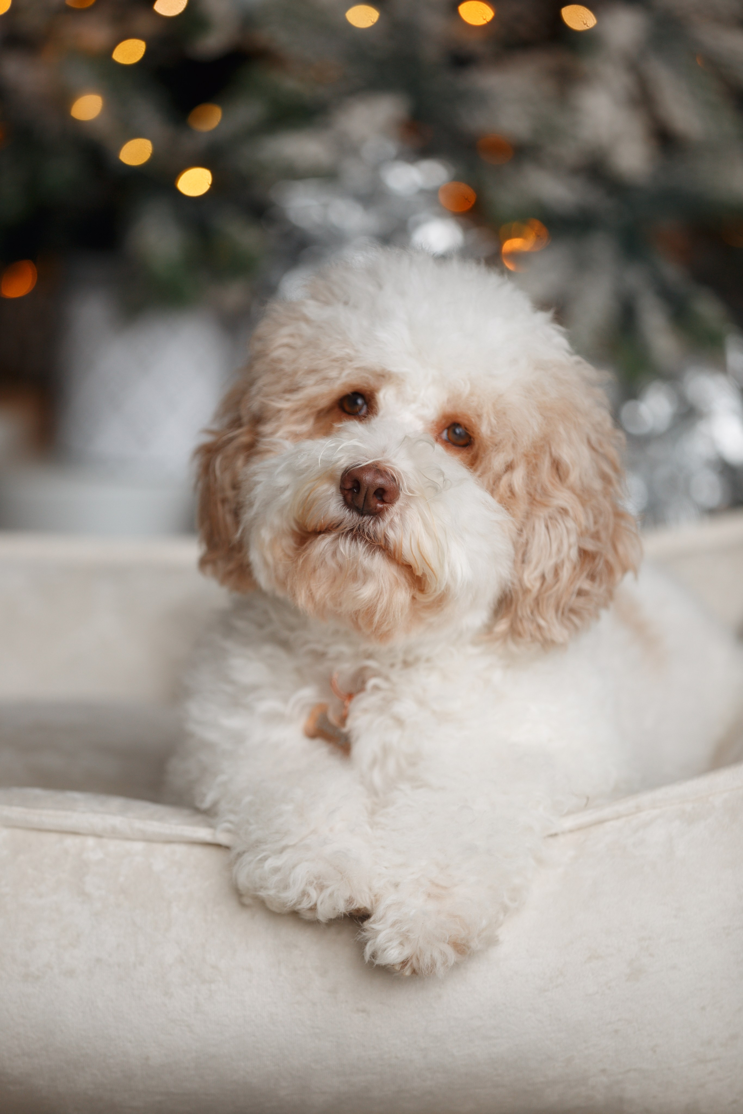 Bmbh лежанки и адресники. Фотограф анималист Кристина Карпова, Москва
