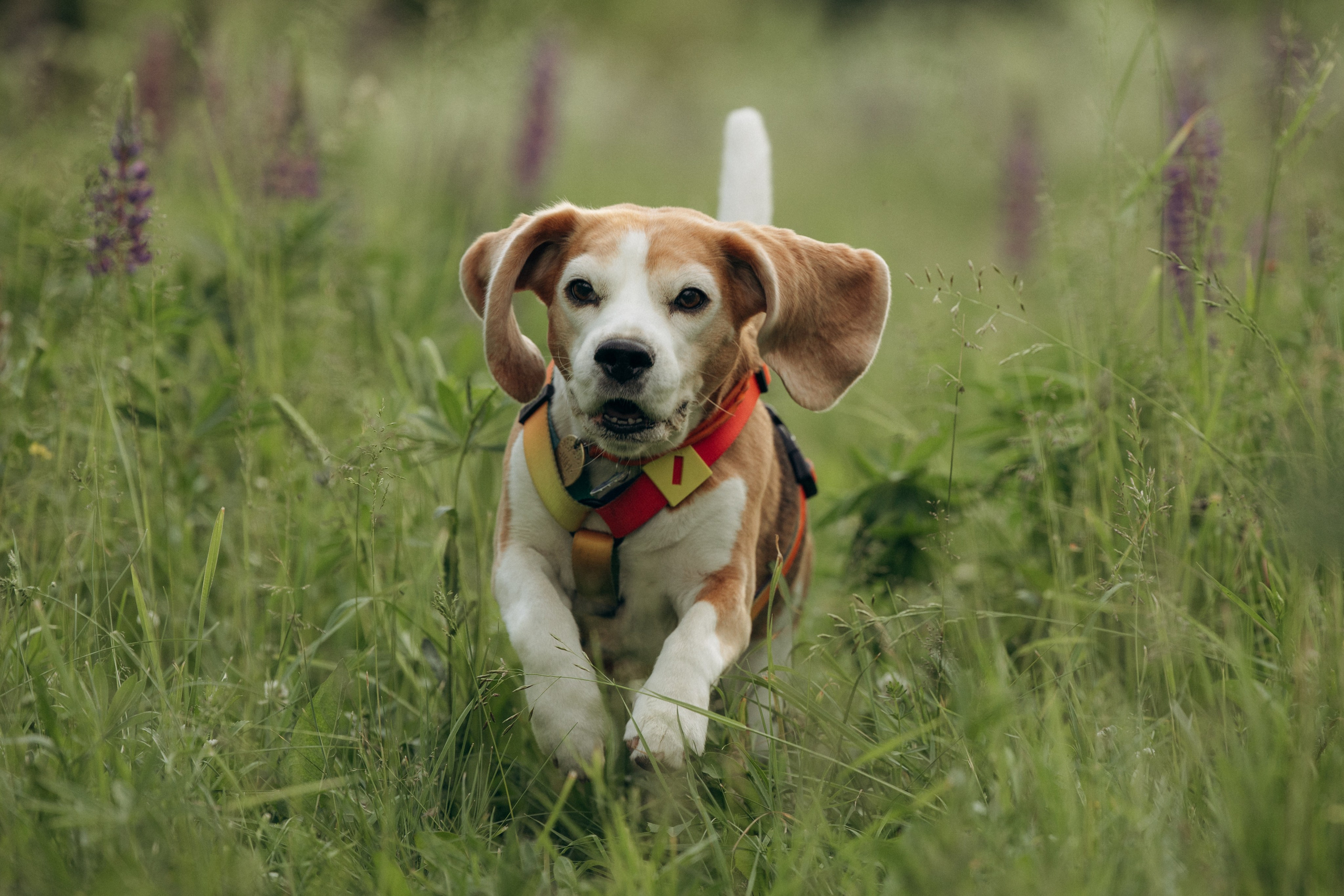 Кристина и Нора. На закате дня. Фотограф анималист в Казани Алина Сулейманова. Фотограф животных